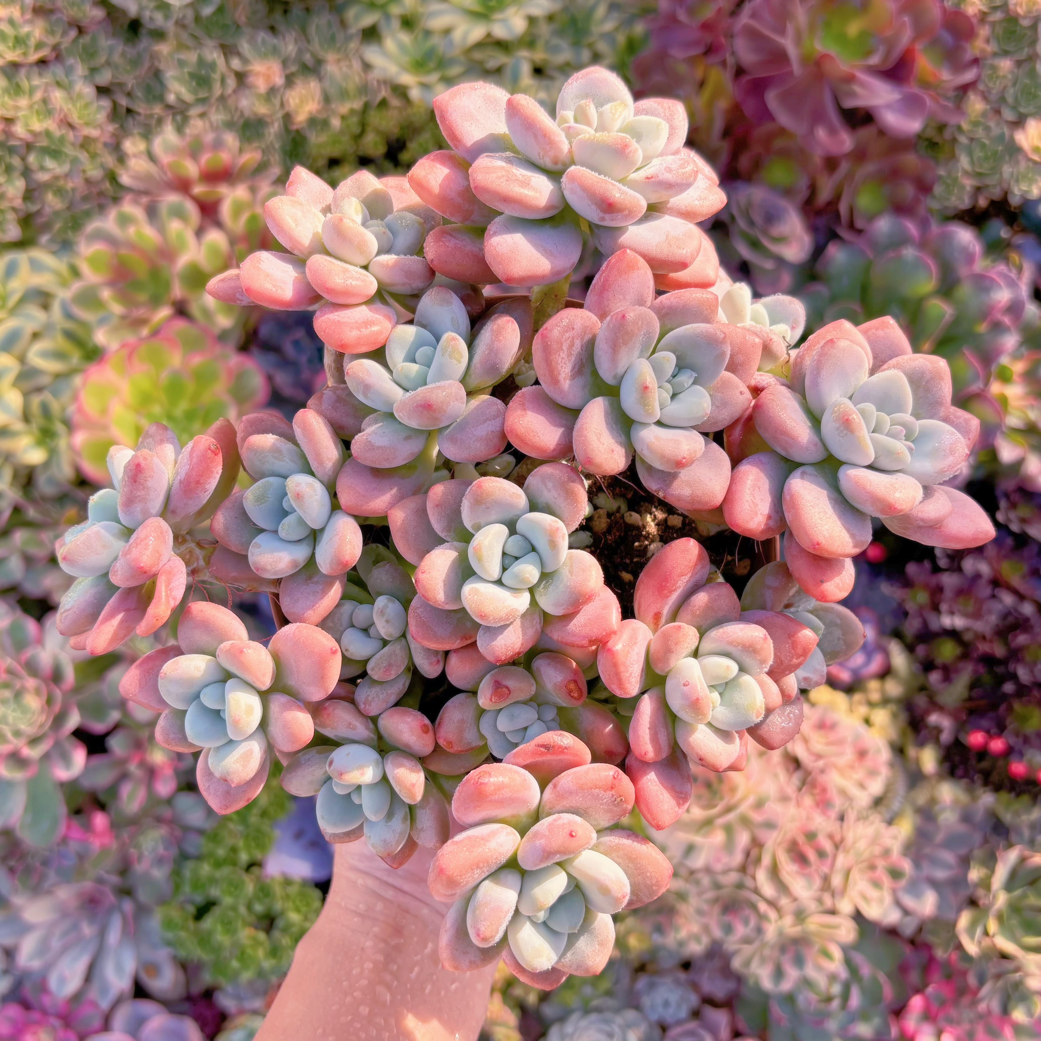 現品　マカロン#818　特大群生 　新入荷　るる農園