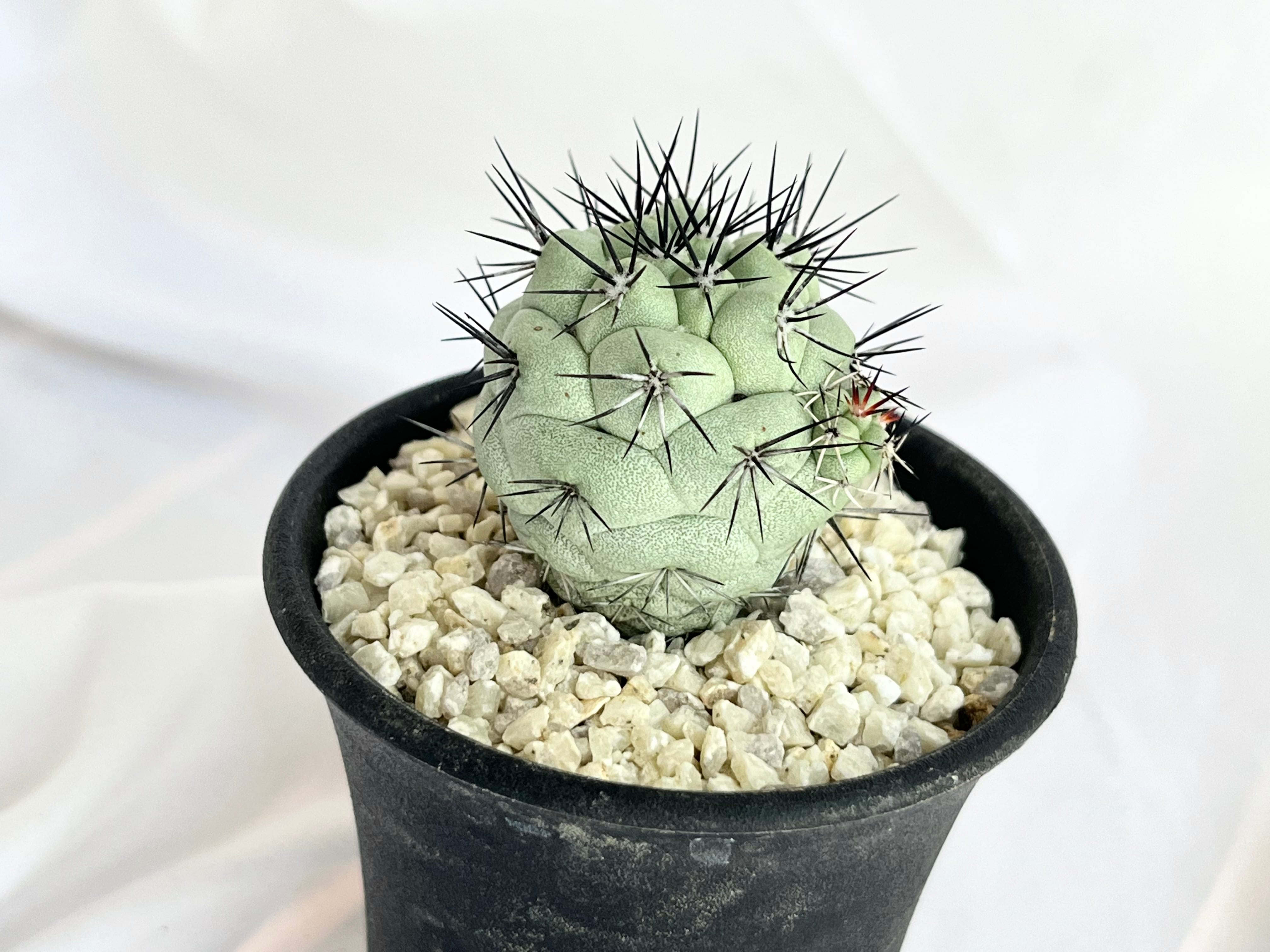 Ortegocactus macdougallii オルテゴカクタス マクドガリー サボテン