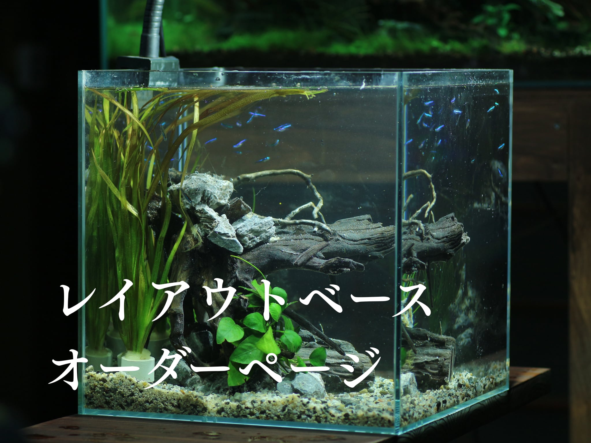 オーダーメイド 流木レイアウト coa様 B098 レイアウトベース・オーダーページ | 水槽屋oAsis