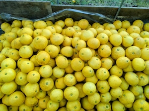 土佐文旦２kgと小夏１kgセット