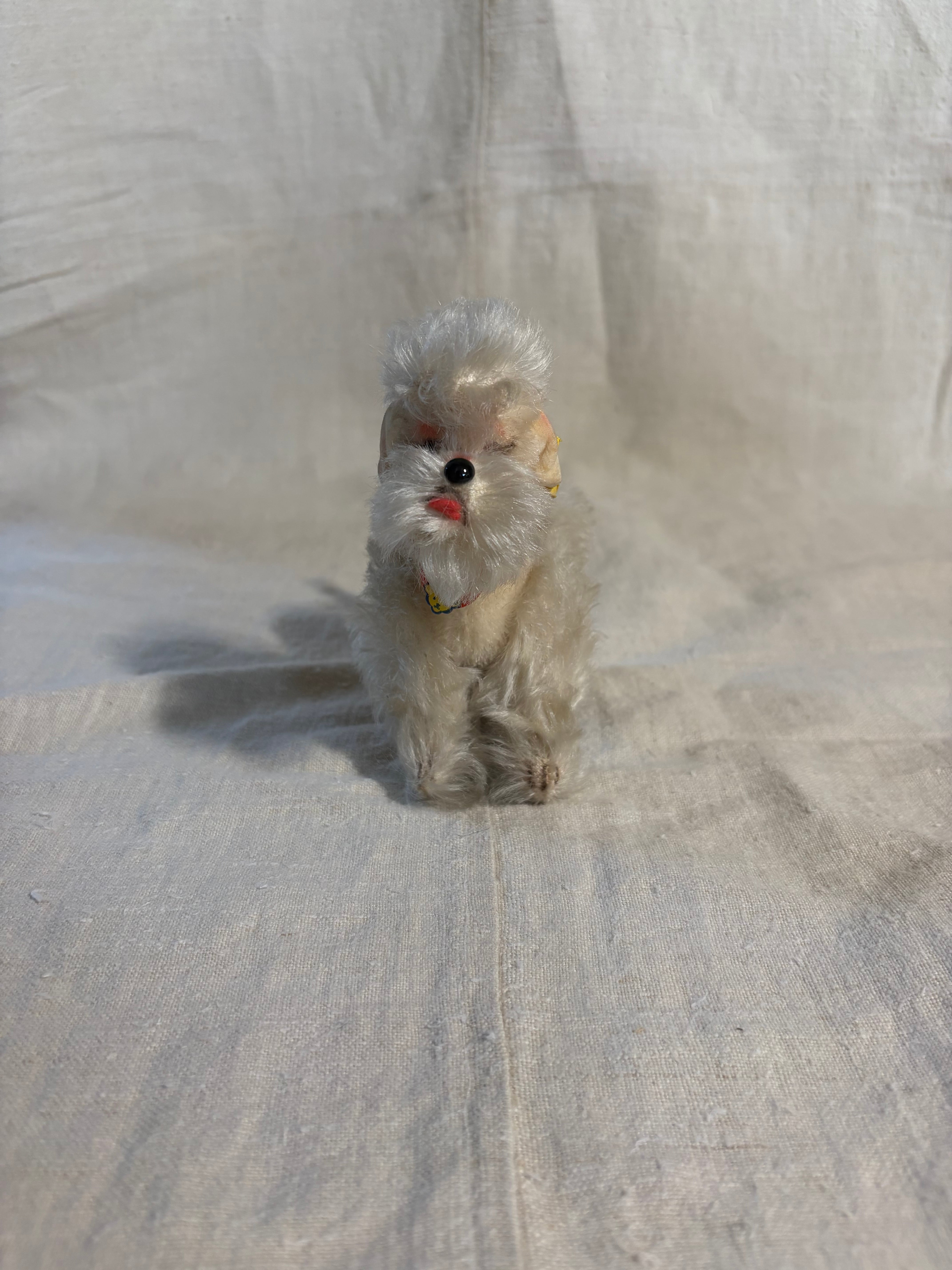 やさしい表情のプードル | Steiff Poodle Snobby 14cm White all ID