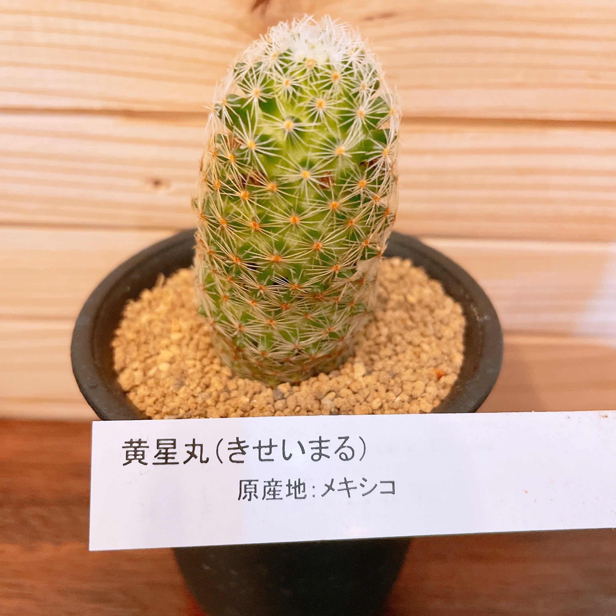 サボテン 黄星丸2 5号 Gardenえん