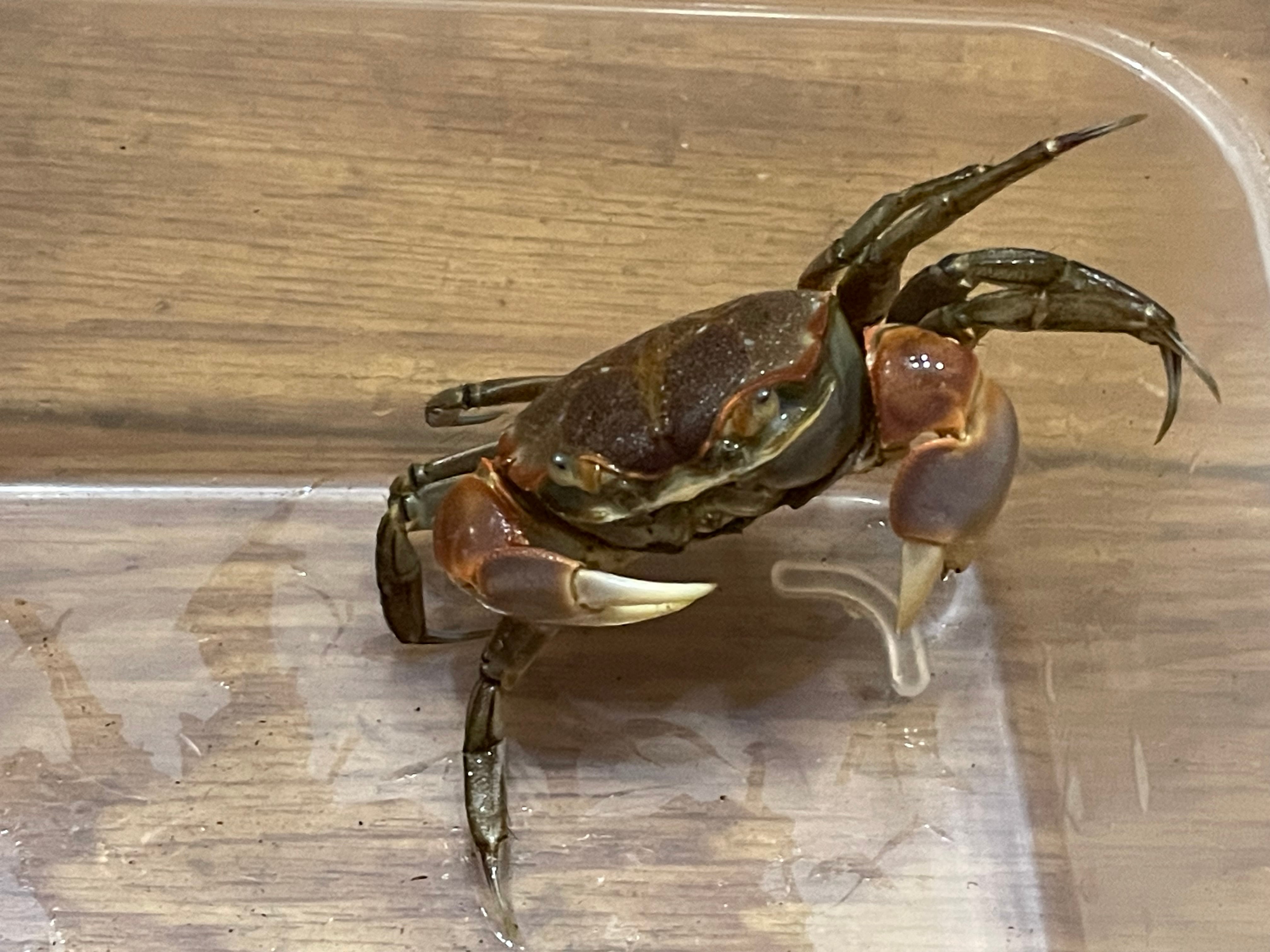 ハマガニ | 奇蟲・昆虫・甲殻類販売 crab dear