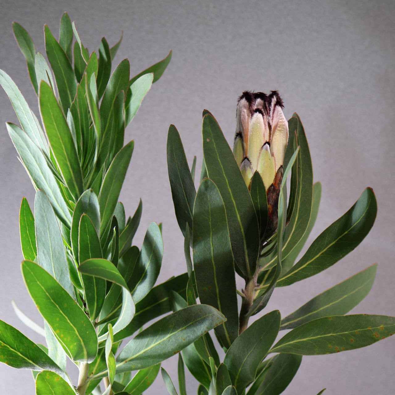 プロテア クリームミンク　1 プロテア 『クリームミンク』 オーストラリアンプランツ | すべての