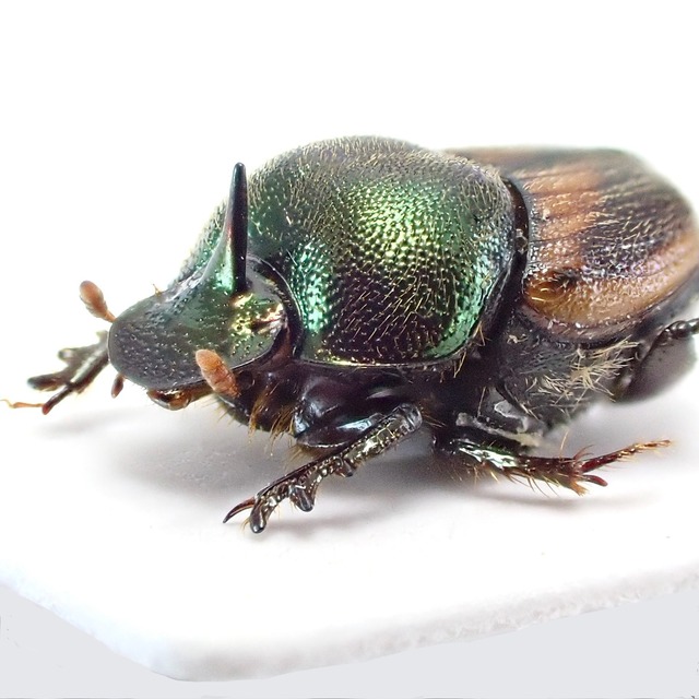 ザンビア産 Onthophagus sp. ♂ 7mm