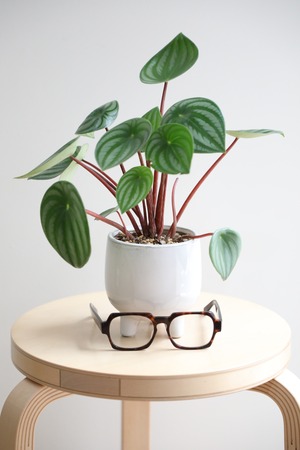 【M】スイカぺぺ/Peperomia Watermelon