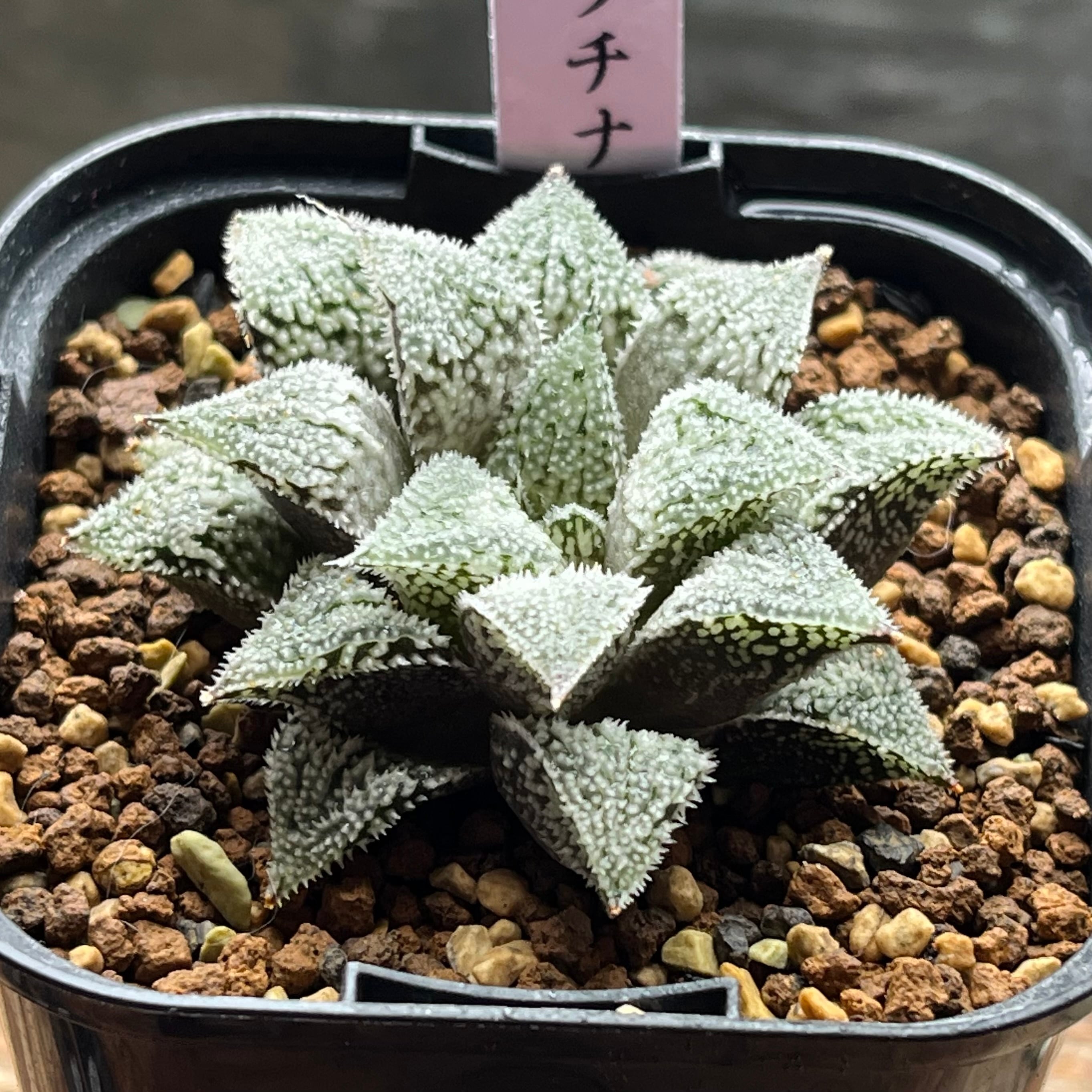 mocono_plants