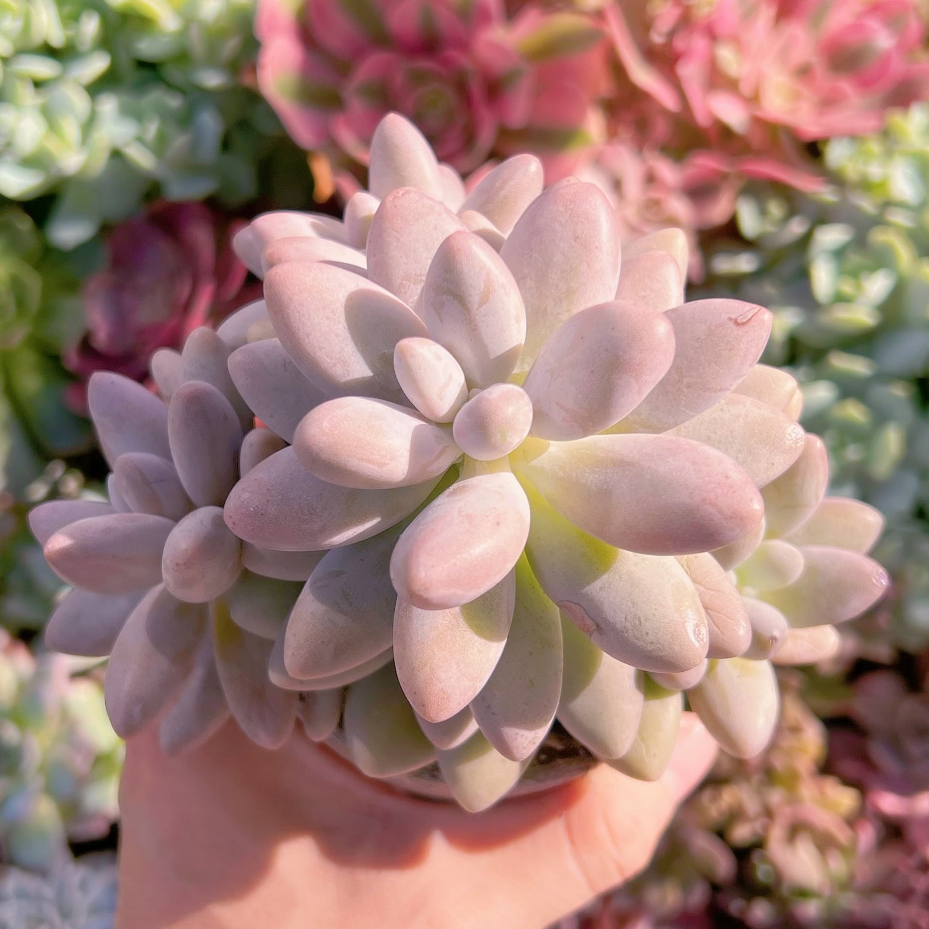 多肉植物　タマゴチーズ　大群生　新入荷　るる農園