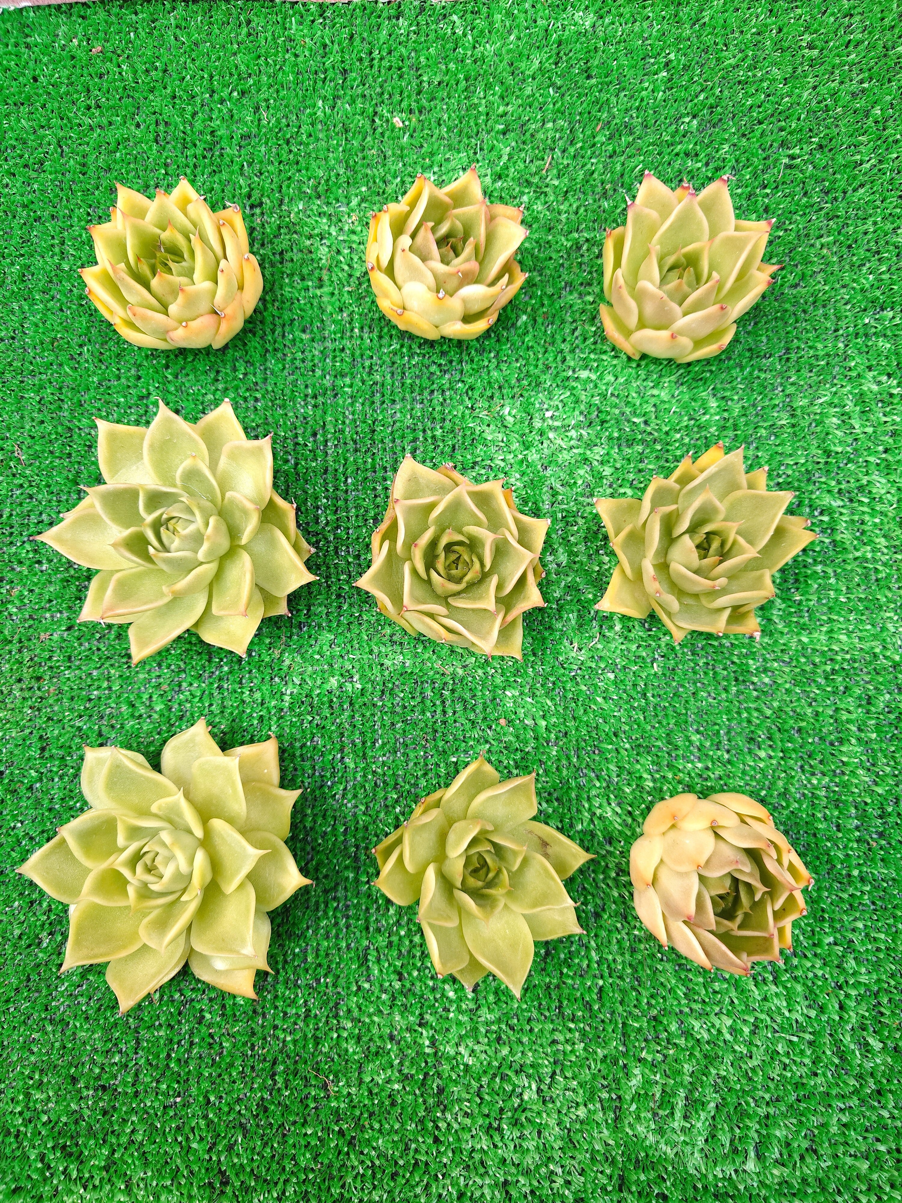 蘭鉢　万年青鉢　布施鉢　万年青　多肉植物　観葉植物 万年青鉢蘭鉢布施鉢観葉植物多肉植物3