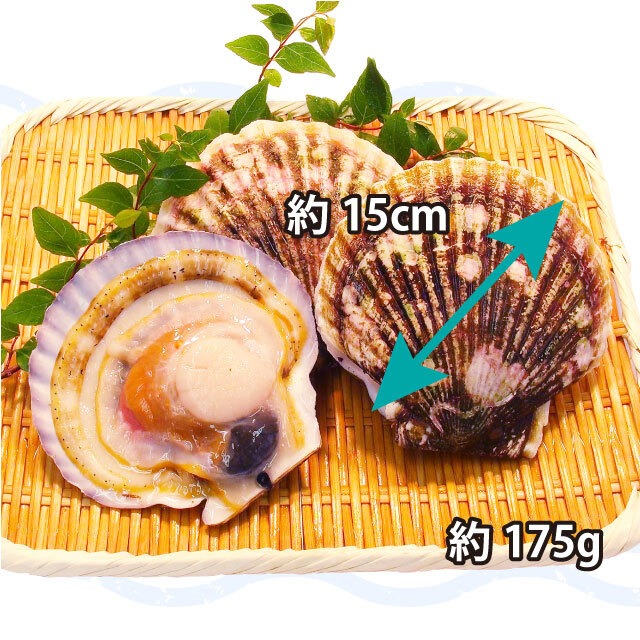 市場直送 活ほたて貝1個 北海道産 すし銚子丸 旬鮮劇場 オンラインショップ 市場直送 活ほたて貝1個 北海道産 すし銚子丸 旬鮮劇場 オンラインショップ