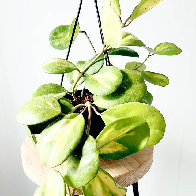 【一点限定】ホヤ オボバタ 斑入り ハンギング 観葉植物 calm cafe