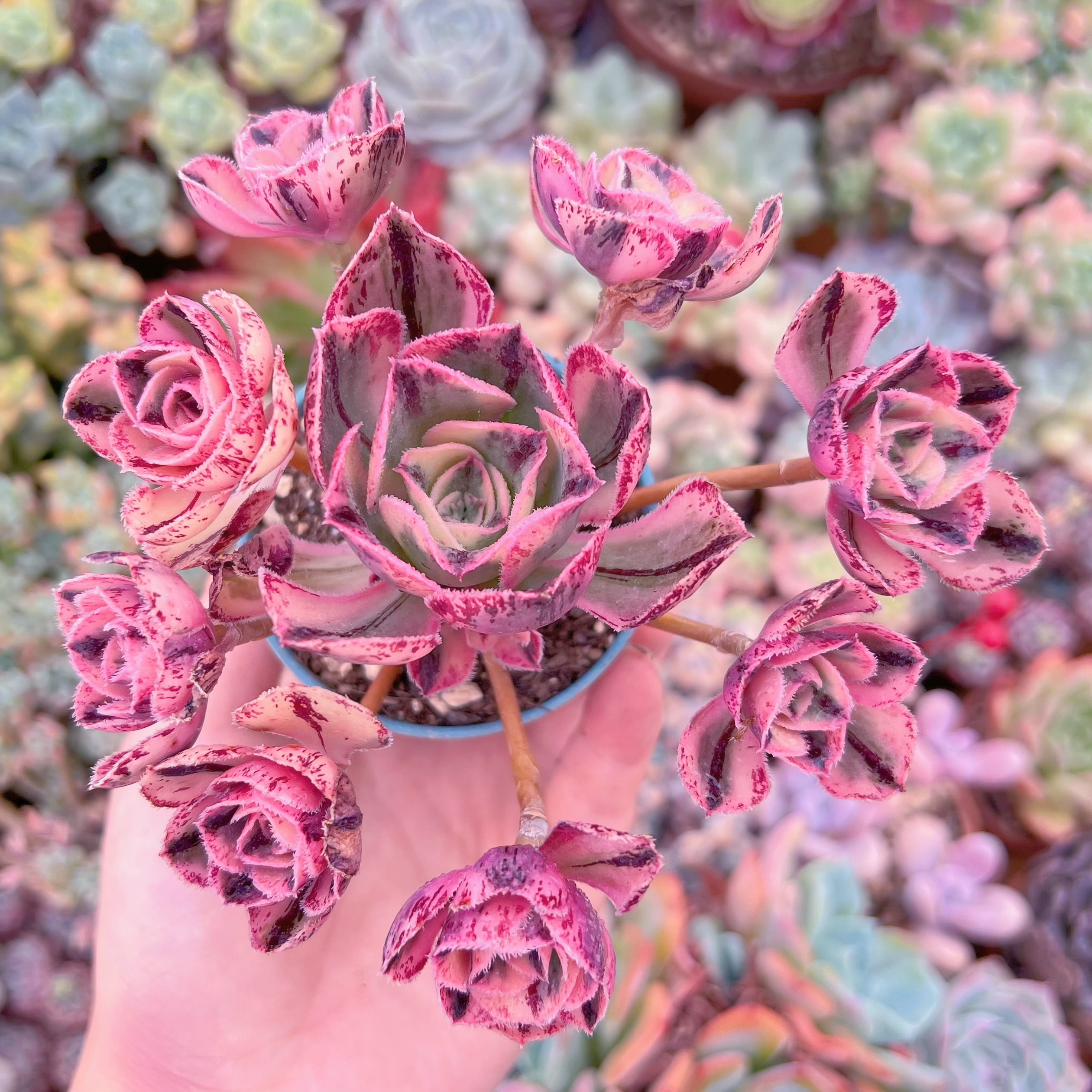 現品　ロスコープ錦#F240　群生　Last one　るる農園