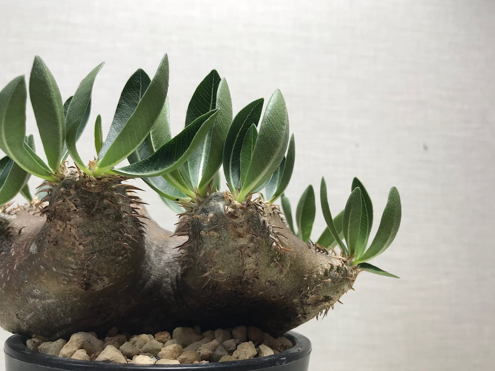 パキポディウム グラキリス 現地球 ベアルート (発根済み) 塊根植物