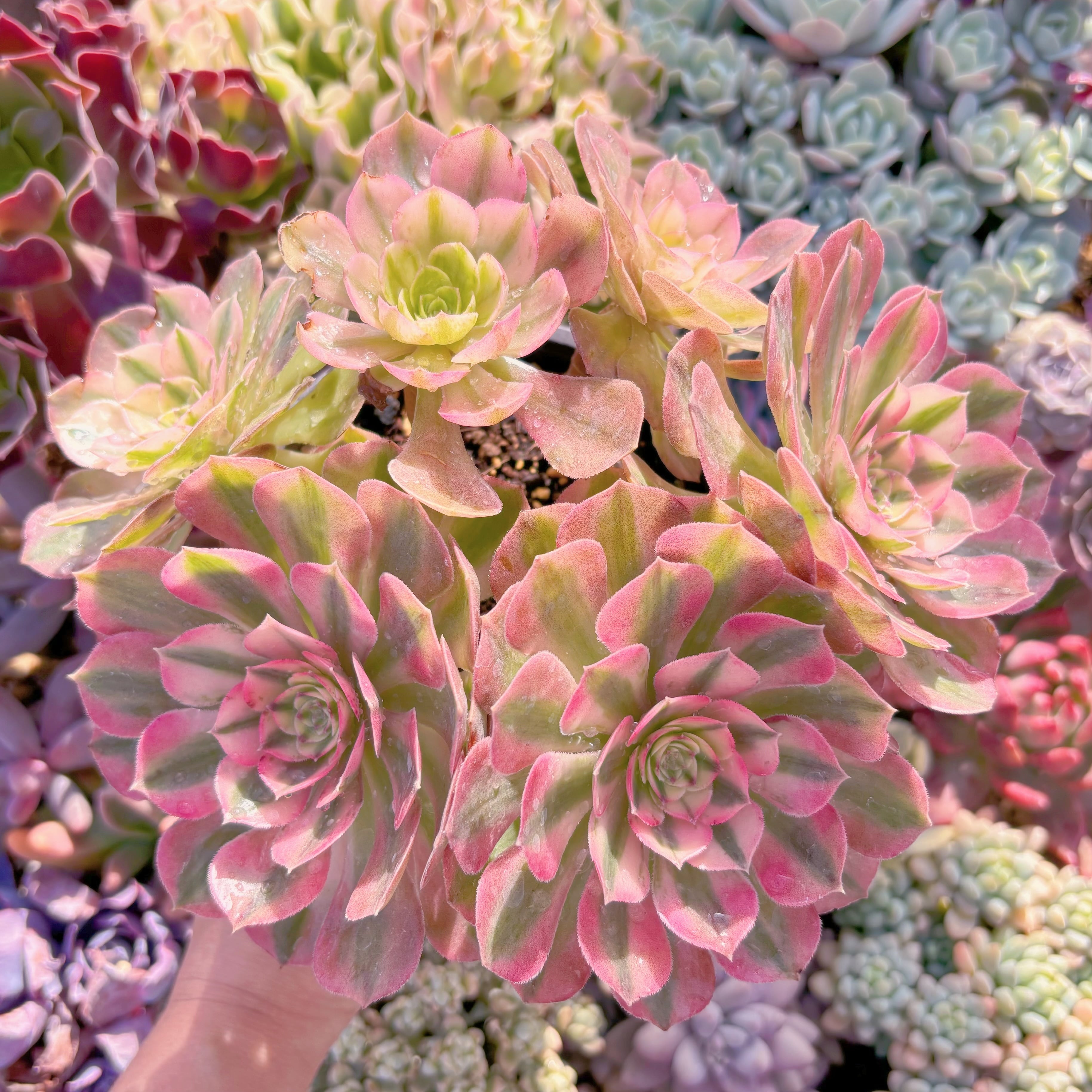 現品　ハロウィン白錦#A62   大群生　新入荷