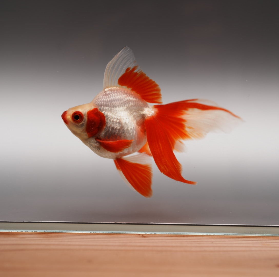 カッコイイ | 極光金魚展 カッコイイ | 極光金魚展