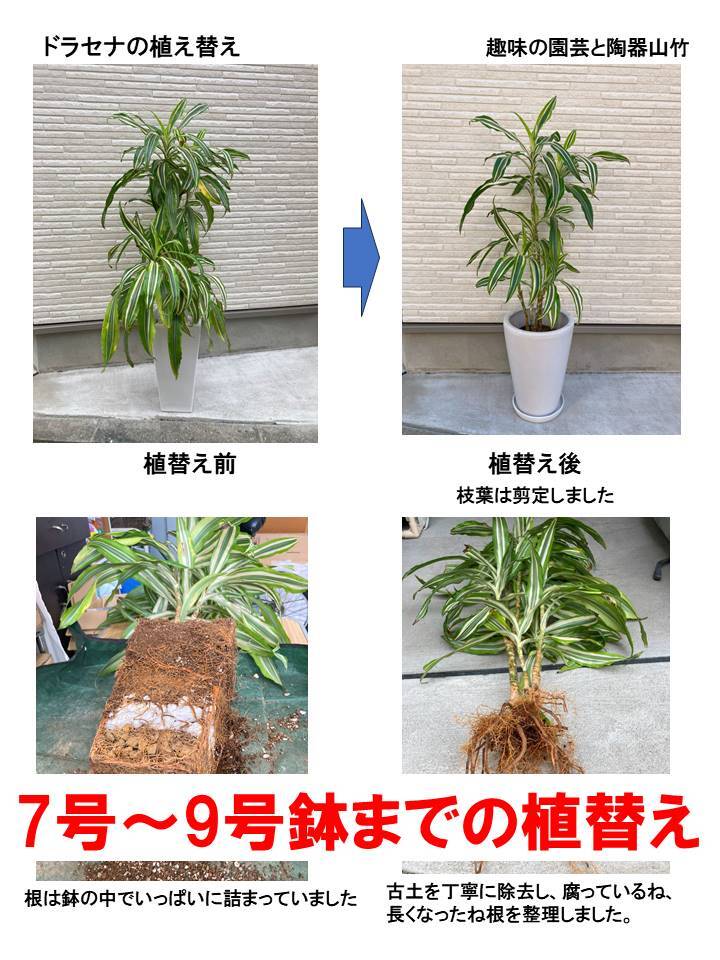 鉢植え 観葉植物の植替え 7号～9号鉢までの 地域限定サービス | 趣味の