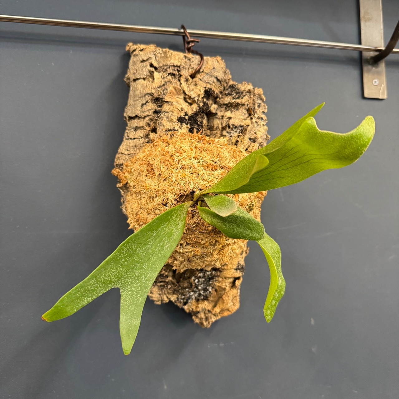 ビカクシダ　Platycerium alcicorne 板付け【781】