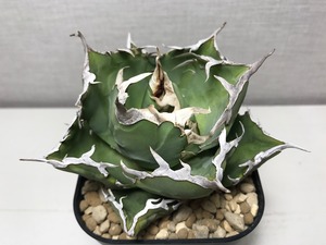 アガベ チタノタ ’蟹’
