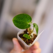 Anthurium BVEP Scott × BVEP Tezula②|実生・アンスリウム|観葉植物