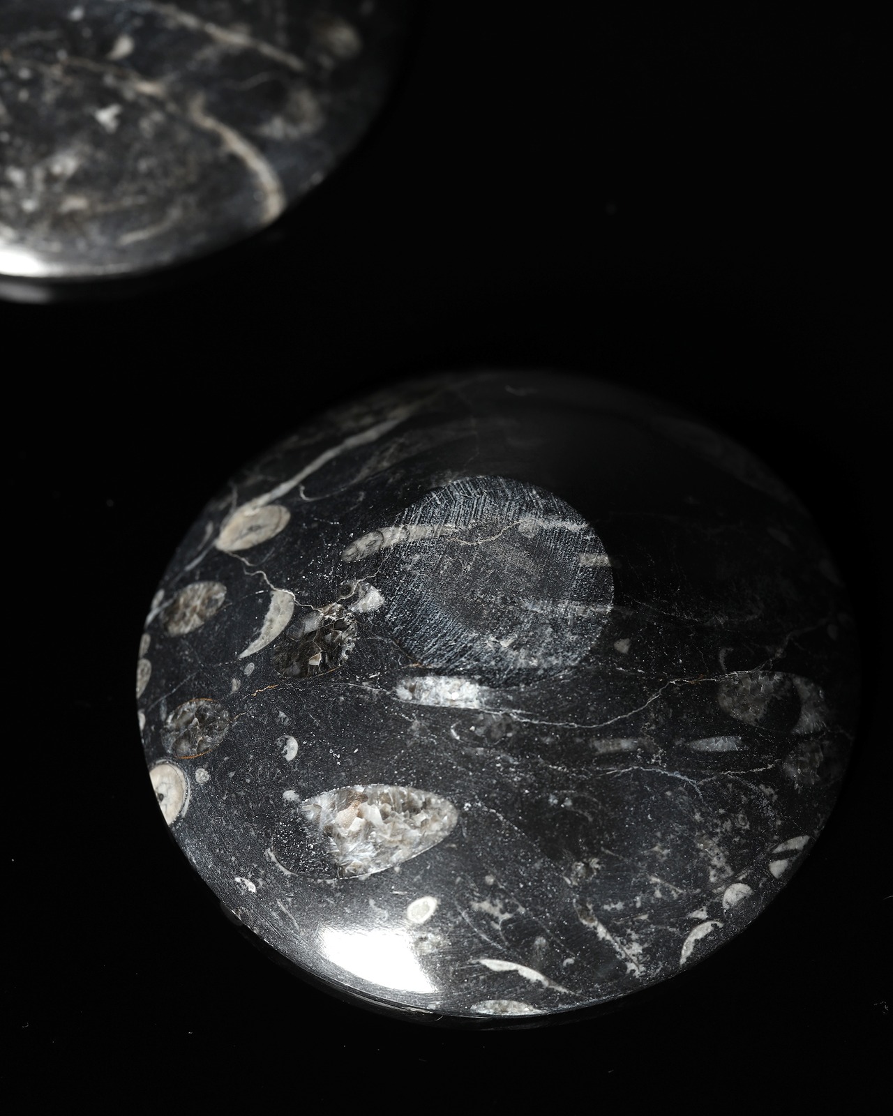 Fossil / Orthoceras Fossil Plate - 11cm