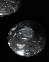 Fossil / Orthoceras Fossil Plate - 11cm