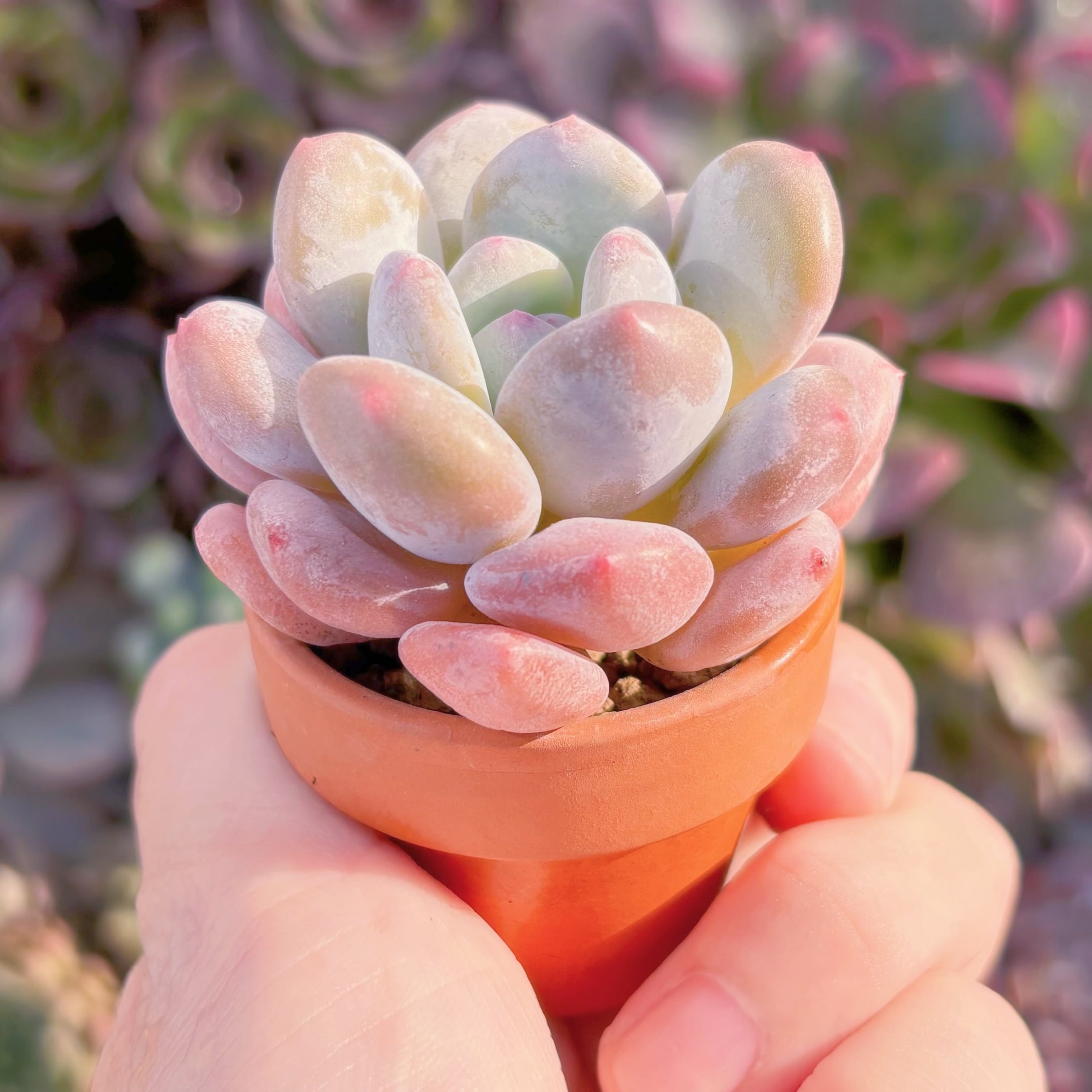多肉植物 達磨香水 新入荷 るる農園 | るる農園~多肉植物専門