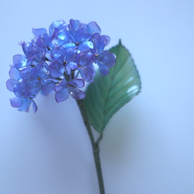 星空色の紫陽花