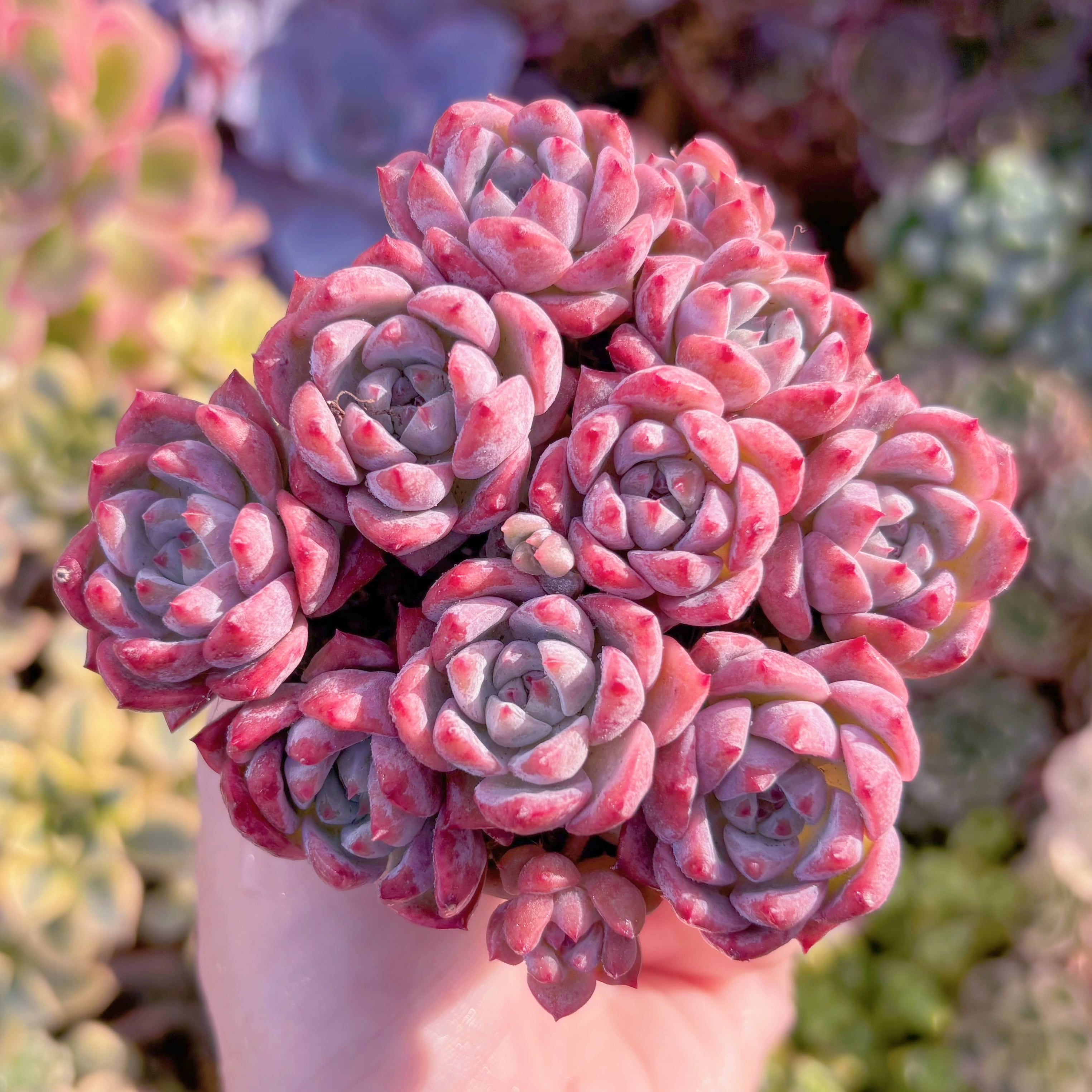 Top【選抜株】多肉植物　22047 レッド　ベルベット12個　鉢無し/脱土 多肉植物 レッドベルベットxラウイ 在庫僅少 群生 新入荷 るる農園