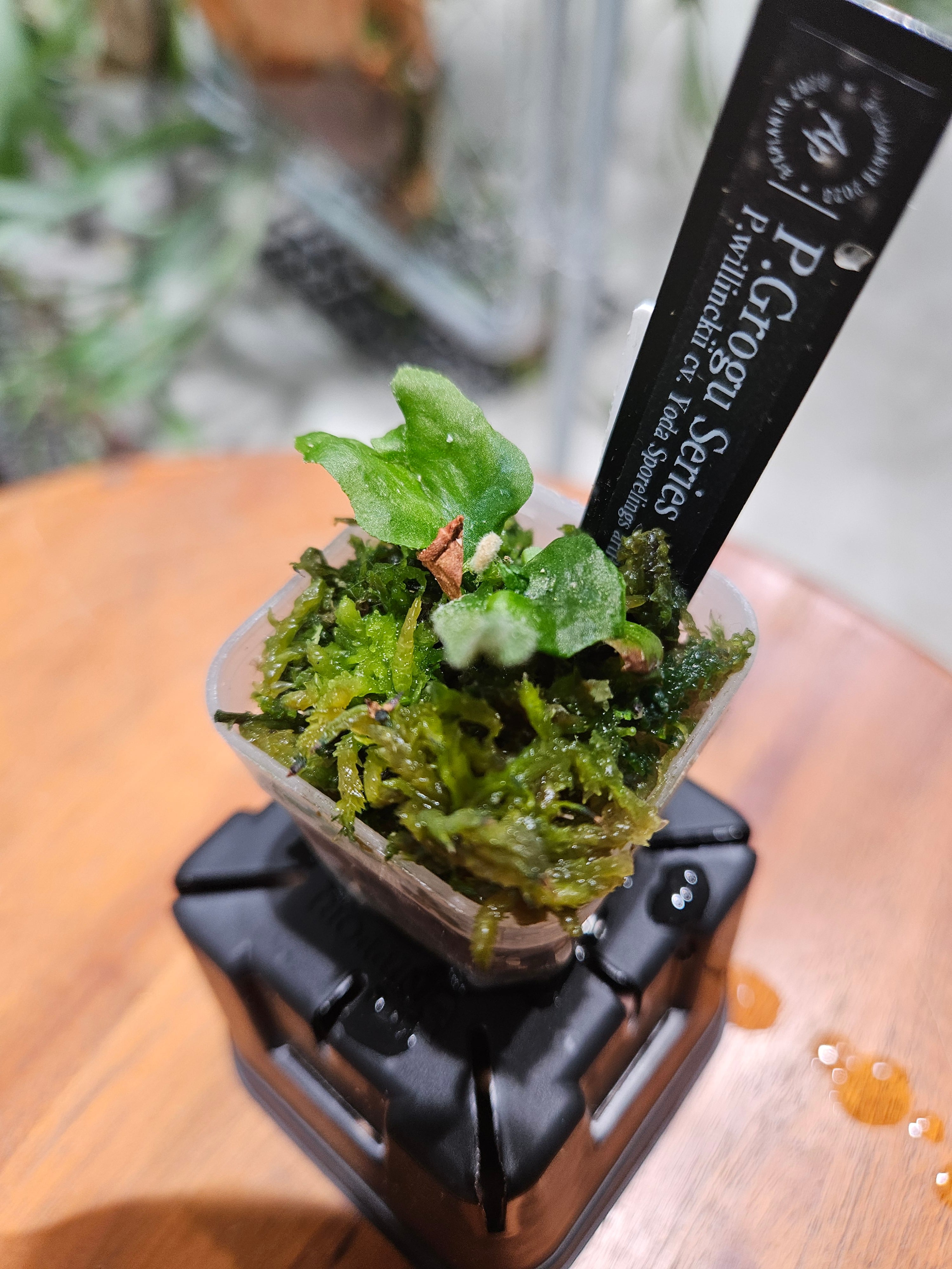 P. veitchii AR #1 (pup) Select 【artPLANTs】 ビカクシダ/コウモリ