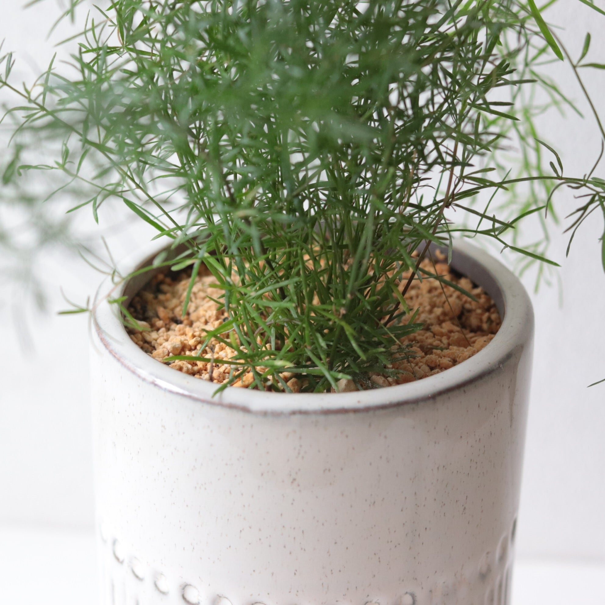 グリーン】スプレンゲリーアスパラガス | ジーフラットインテリア