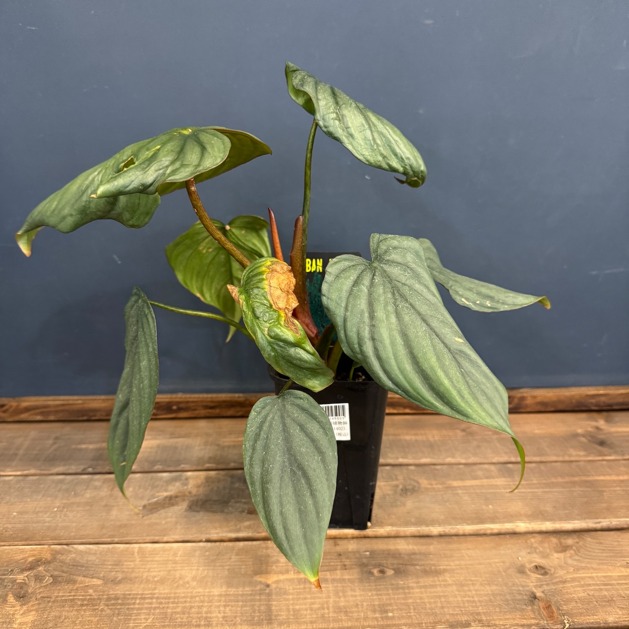 【クリアランス】フィロデンドロン sp コロンビア【527】