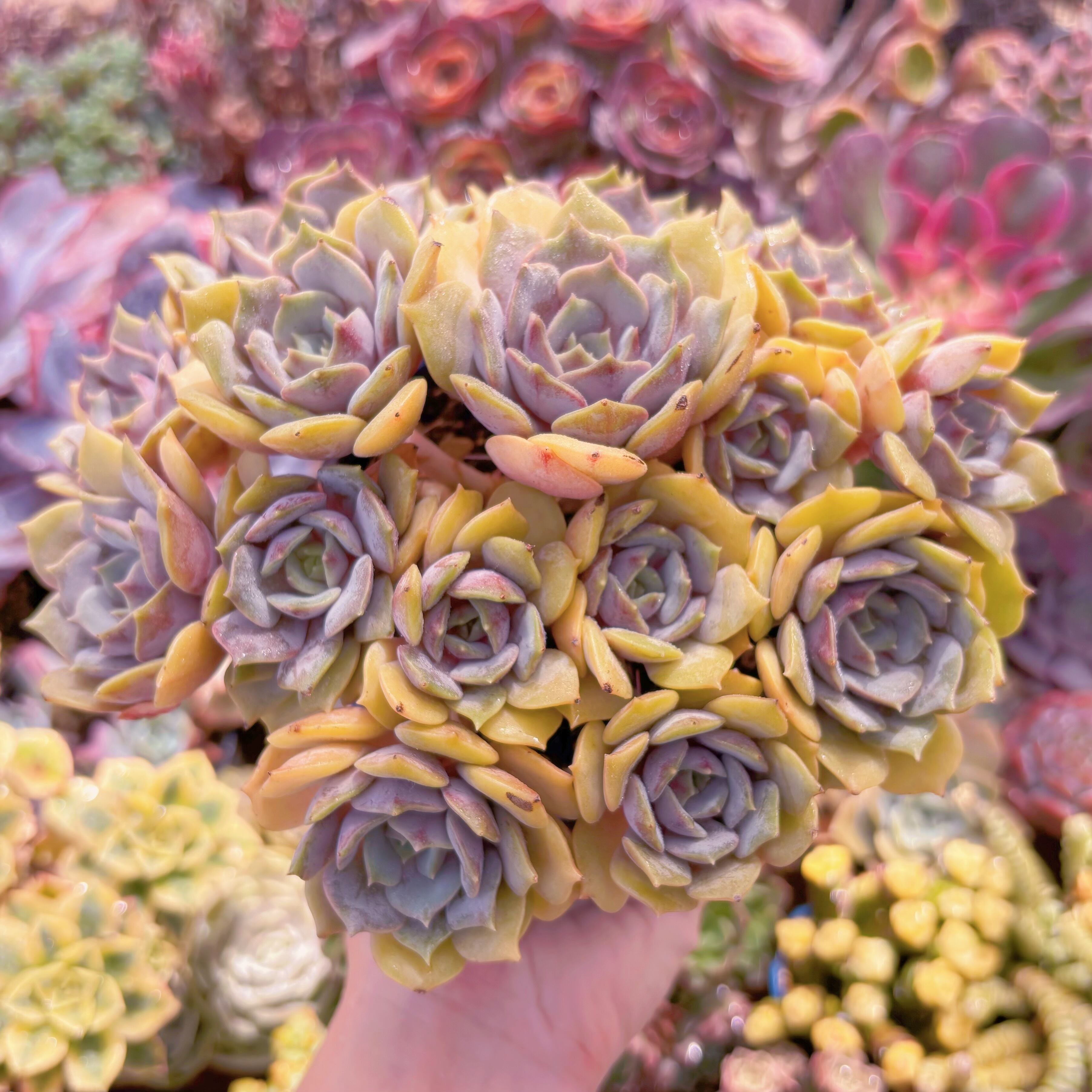 現品 紫姫#259 特大苗 るる農園 | るる農園~多肉植物専門