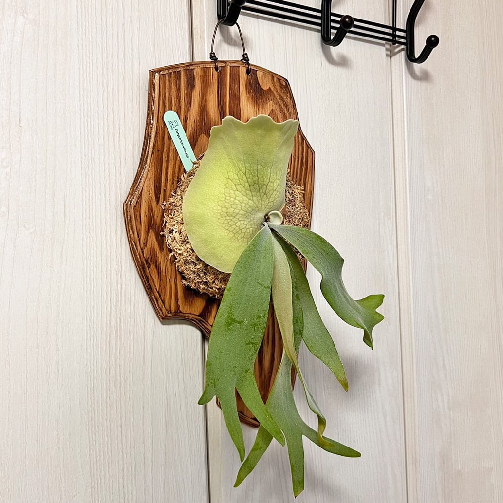 ビカクシダ ウィリンキー 板付 【観葉植物 室内 コウモリラン