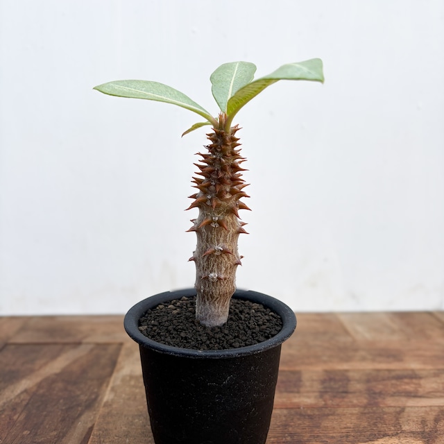 Pachypodium baronii【パキポディウム・バロニー・実生】
