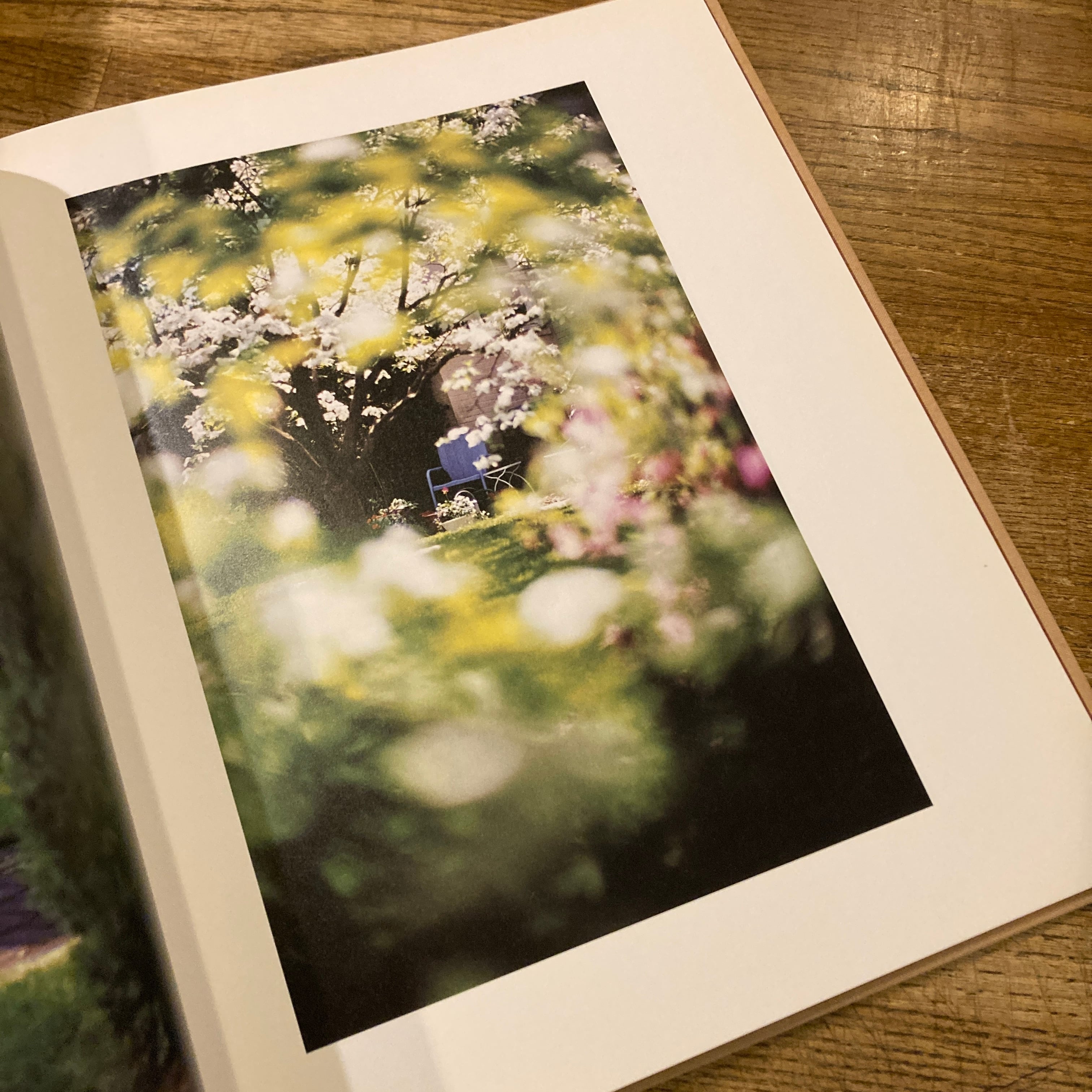 Between Maple and Chestnut / Terri Weifenbach テリ・ワイフェン