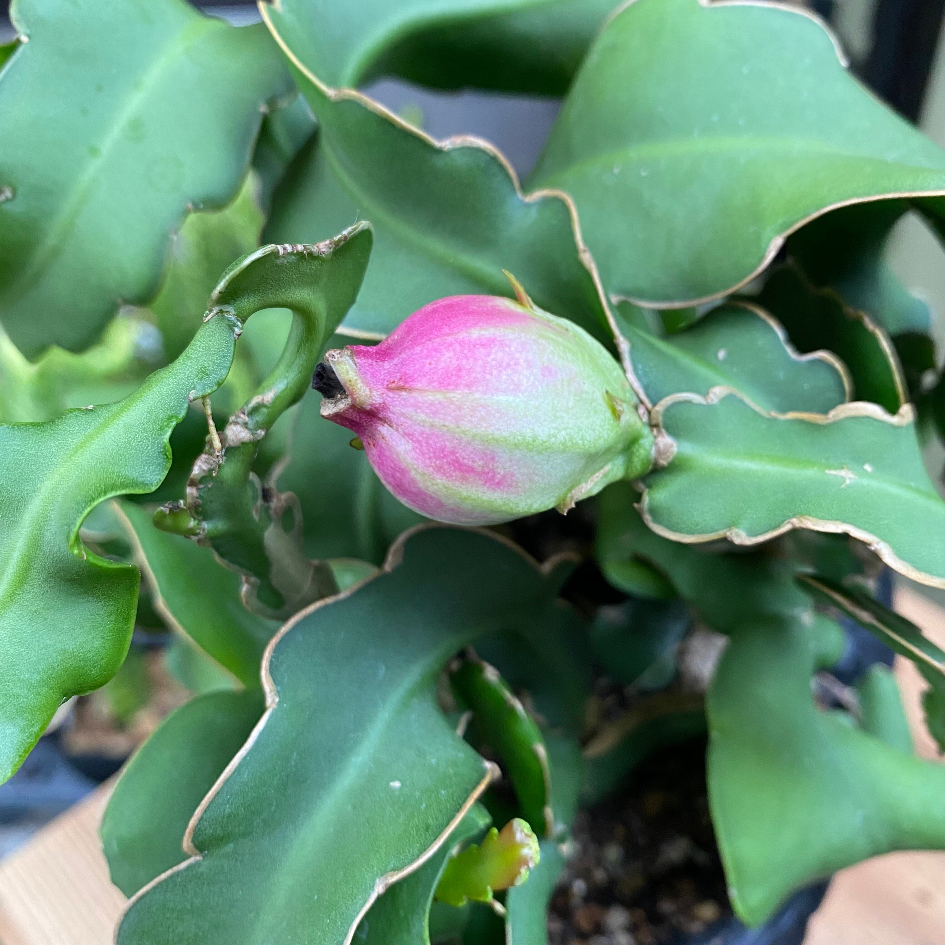 エピフィラム グアテマレンシス ハンキング 1ポット Planet Plants プラネットプランツ