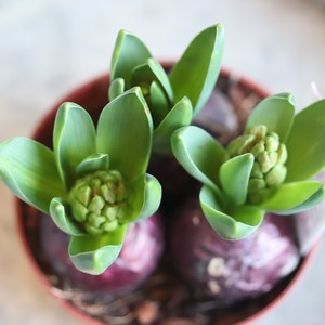 ヒヤシンス　ピンク　３球　球根　水耕栽培　室内でも育つ