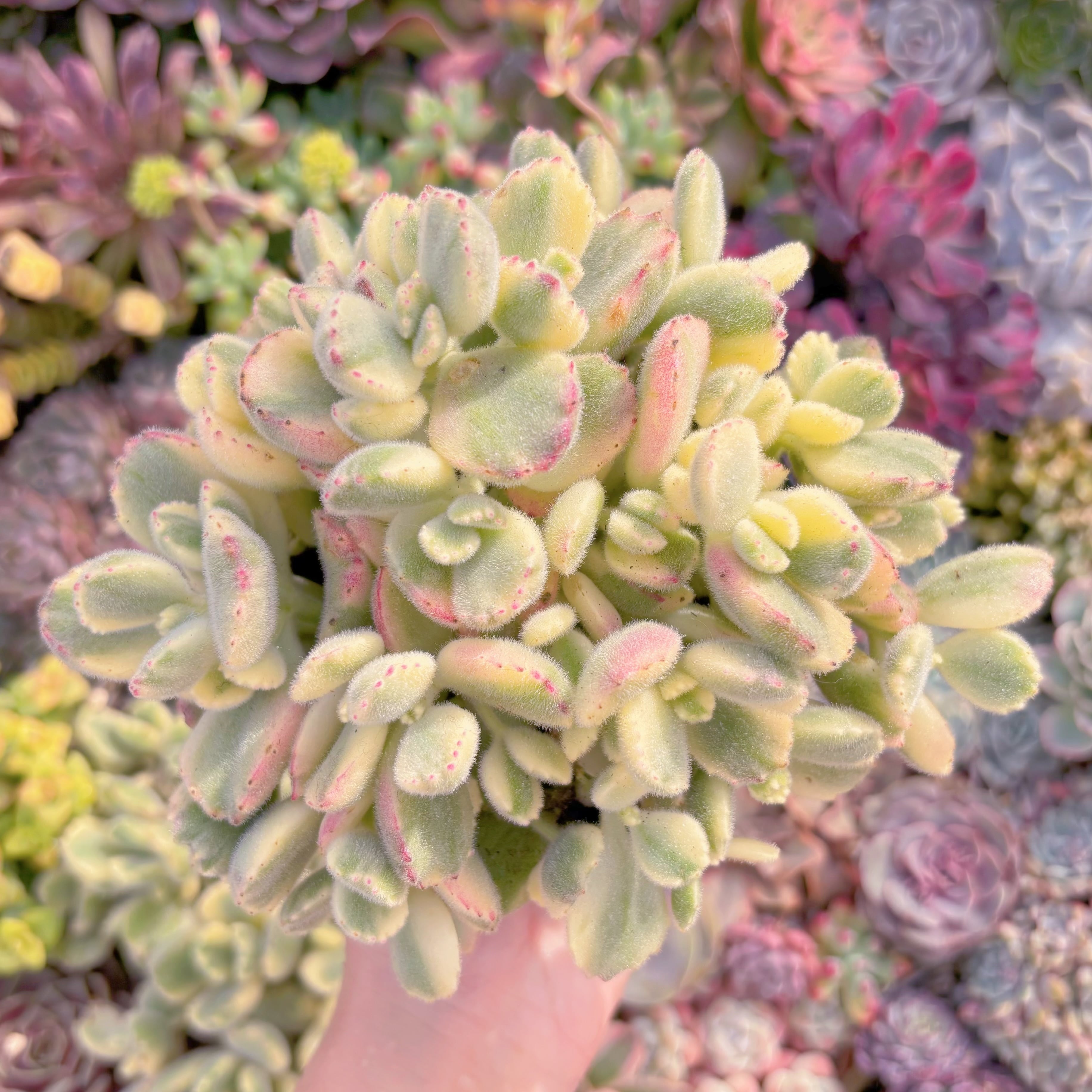 現品　白熊#M234　大群生　新入荷　るる農園