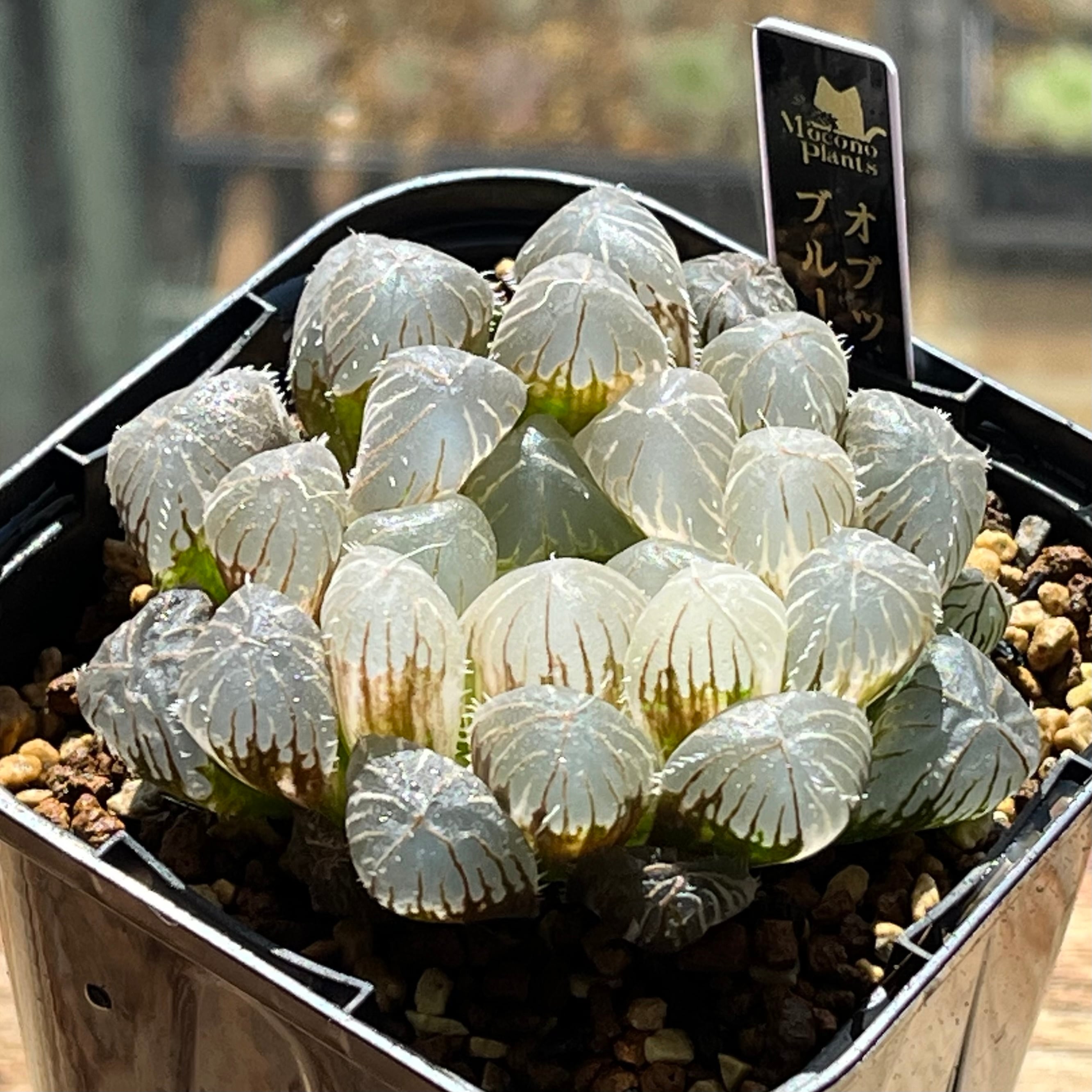 オブツーサ系 | mocono_plants