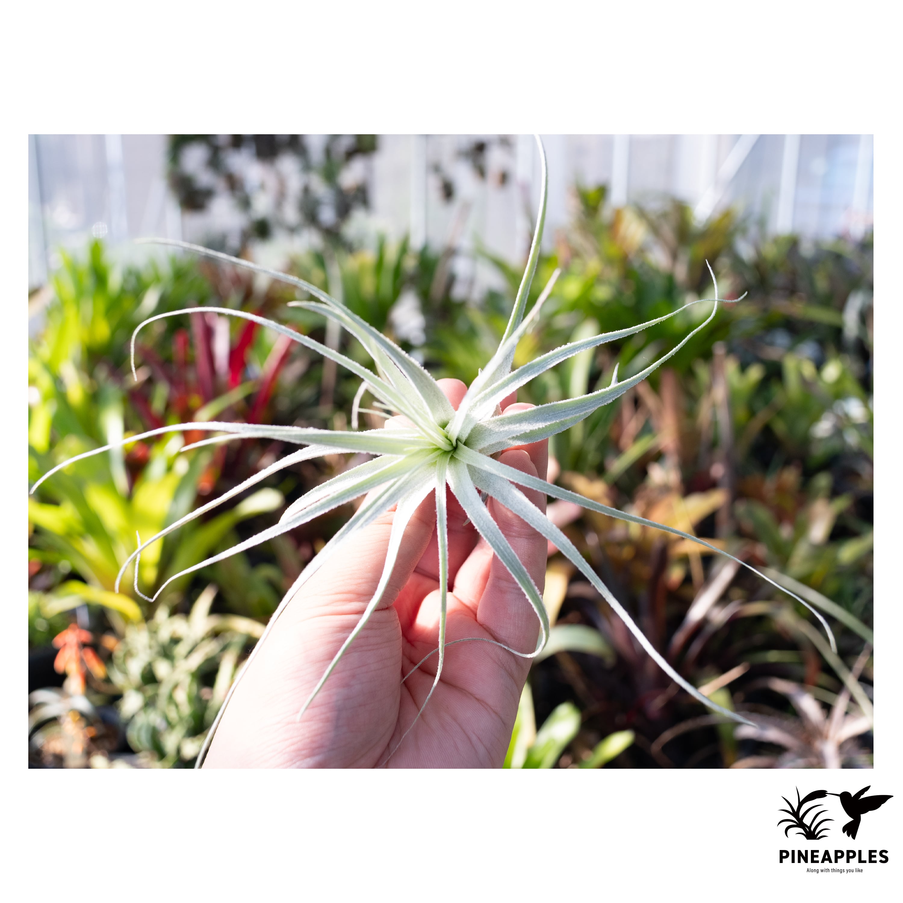 Tillandsia chapeuensis v. turriformis (Hyb?)【現品】 | PINEAPPLES
