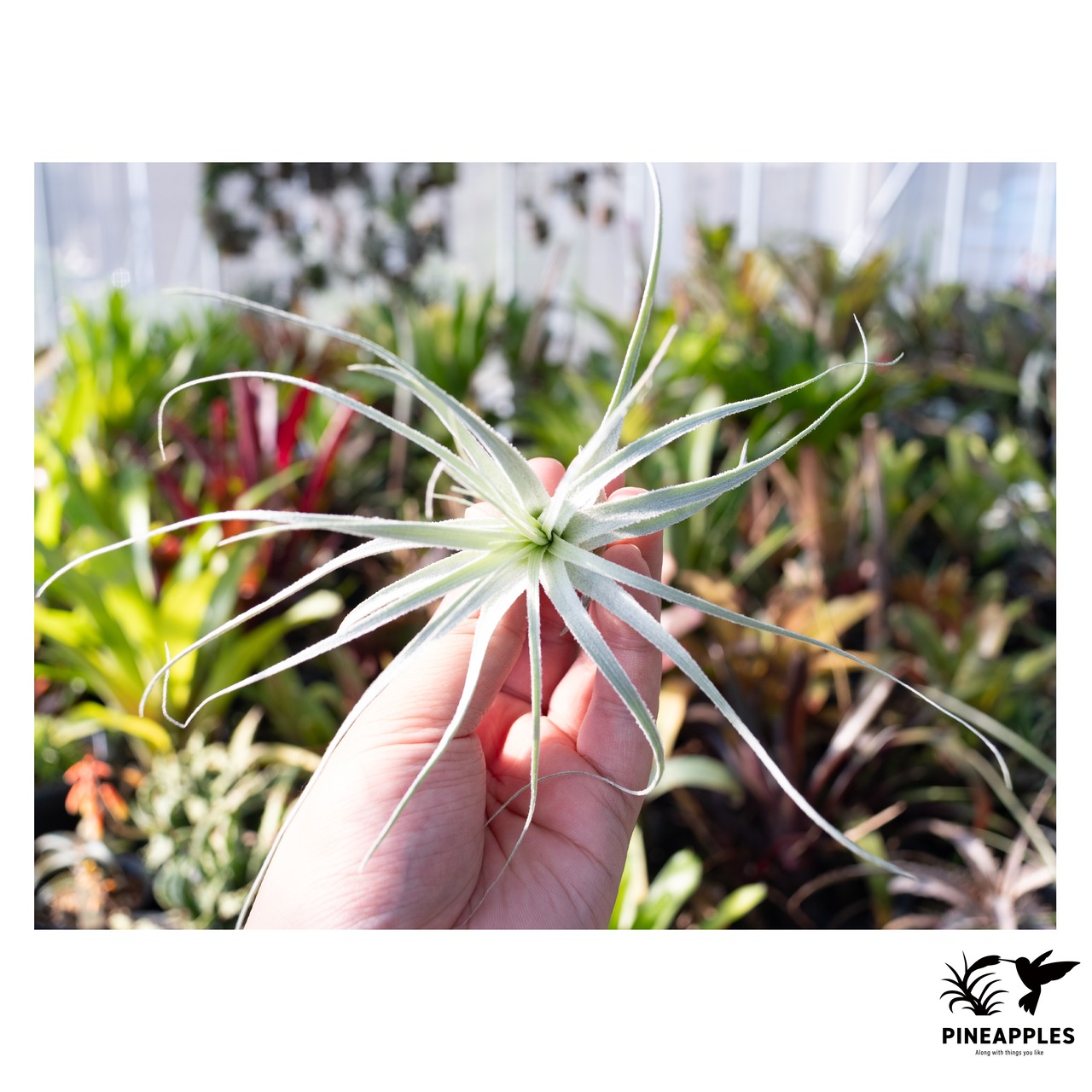 Tillandsia chapeuensis v. turriformis (Hyb?)【現品】 - 2