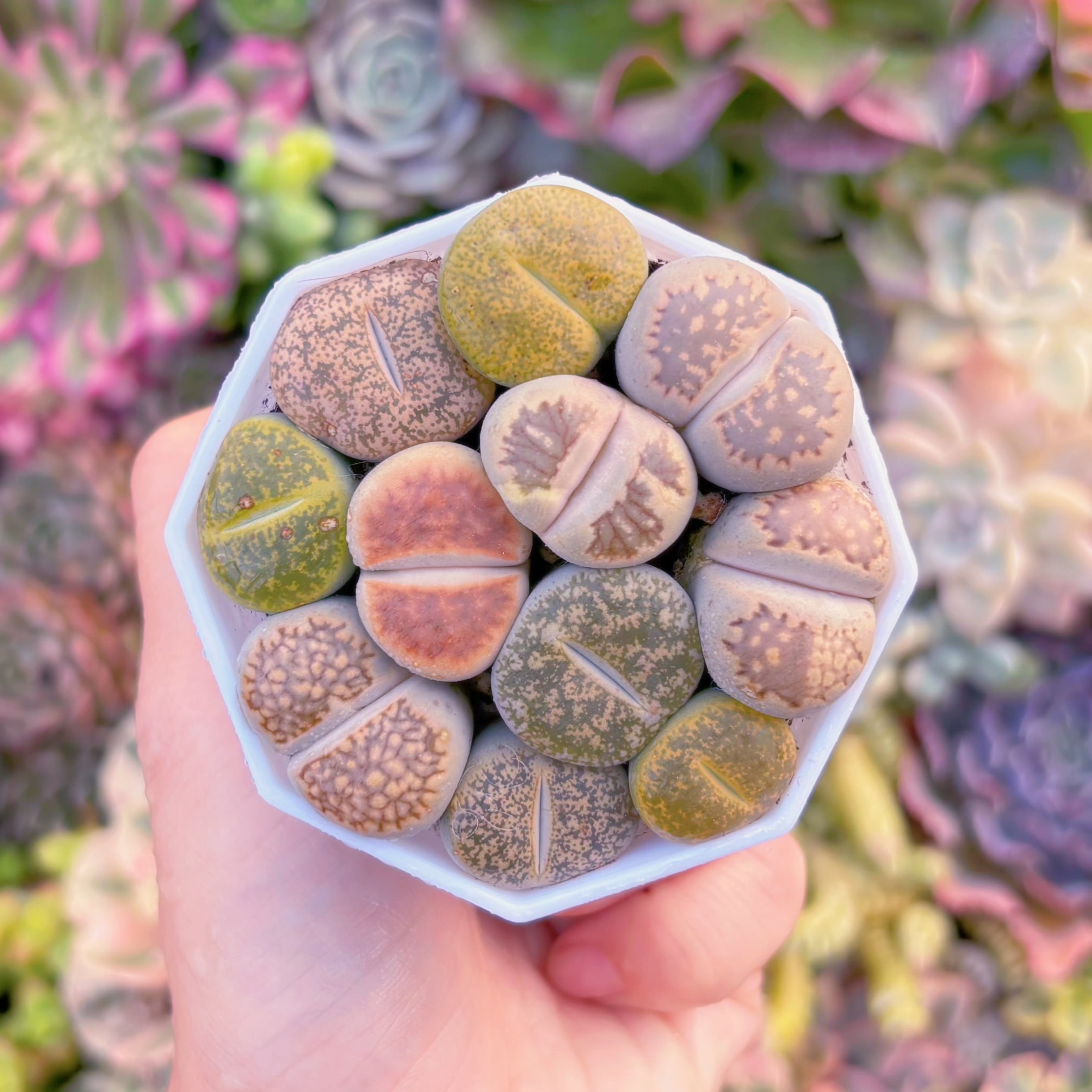 多肉植物　メセン(約10頭)　新入荷　るる農園