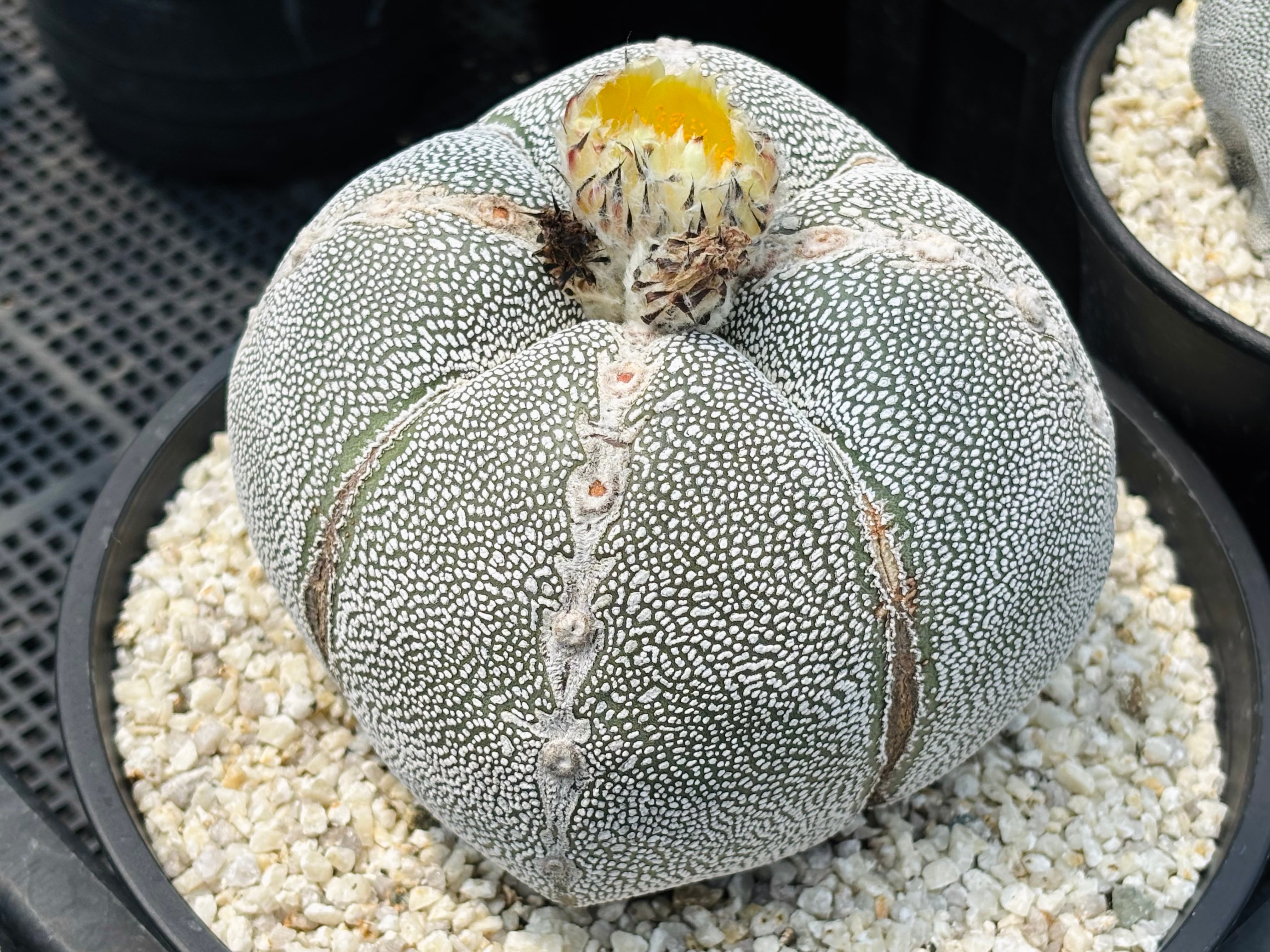 種子】Astrophytum myriostigma アストロフィツム ランポー玉 恩塚鸞鳳