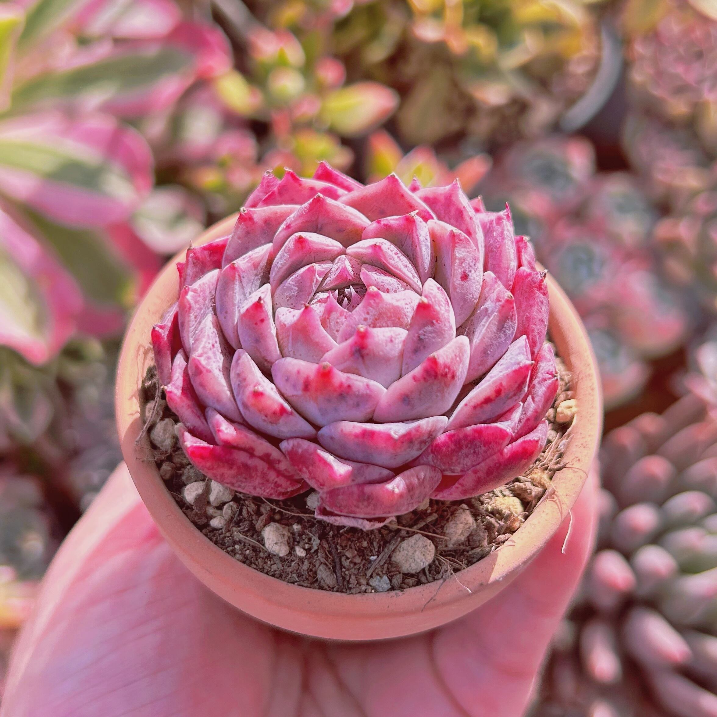 超美苗 多肉植物 新品種 海神 | るる農園~多肉植物専門