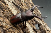 【WF1】《本土ノコギリクワガタ 八王子産 53.5mm ペア》