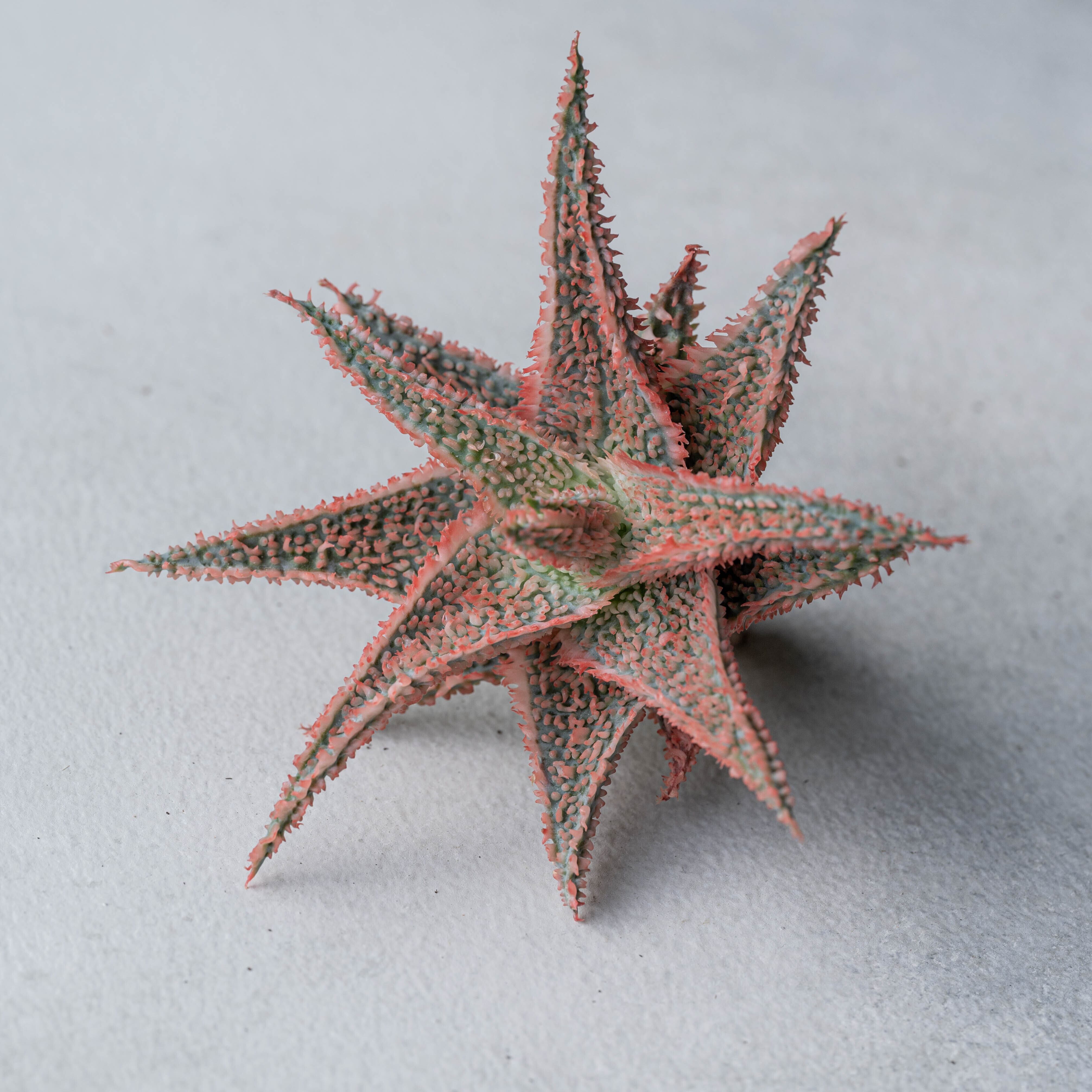 アロエ ハイブリッド -Aloe hybrid- No.22