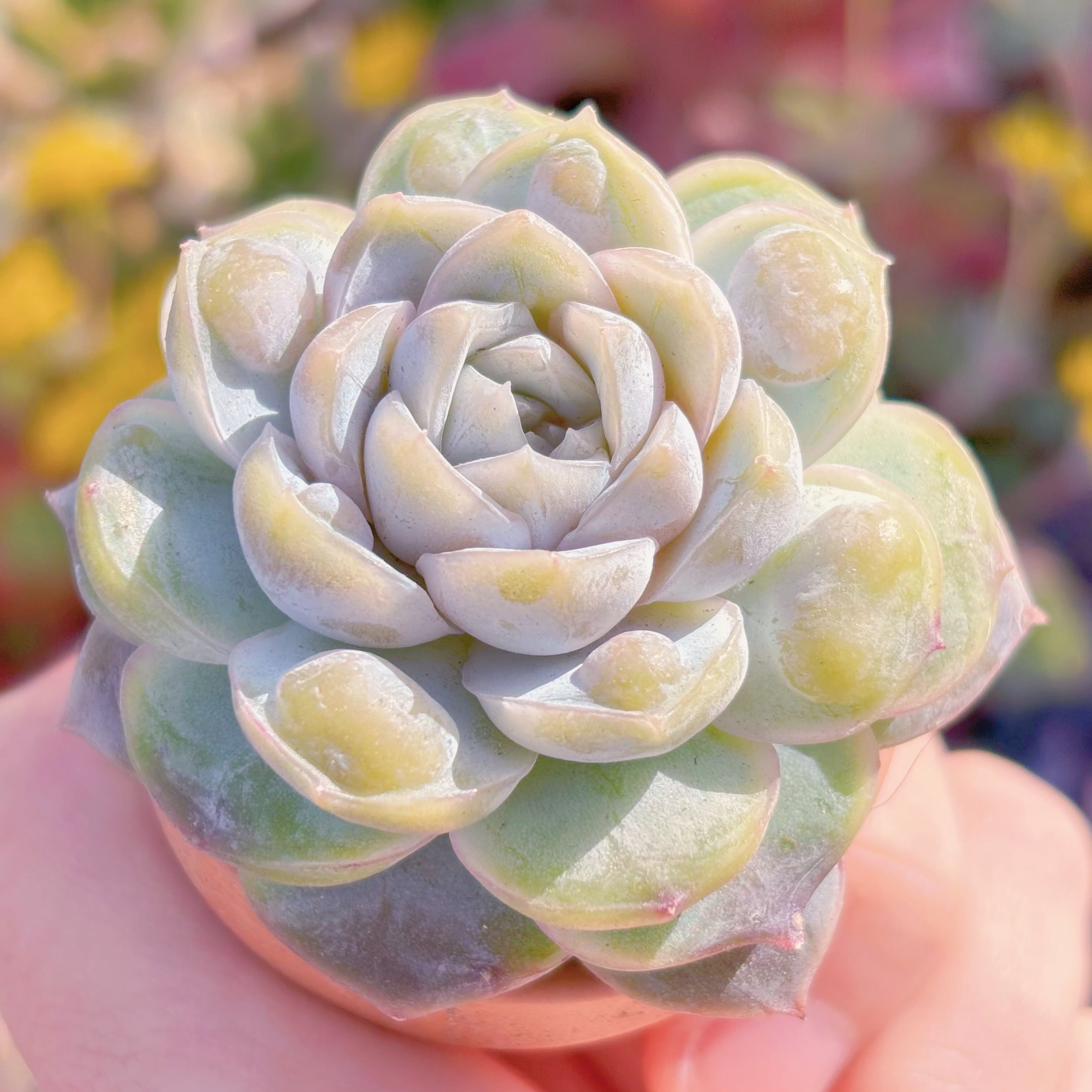 多肉植物 新品種 白磁瘤(はくじこぶ) 在庫僅少 新入荷 るる農園 | るる