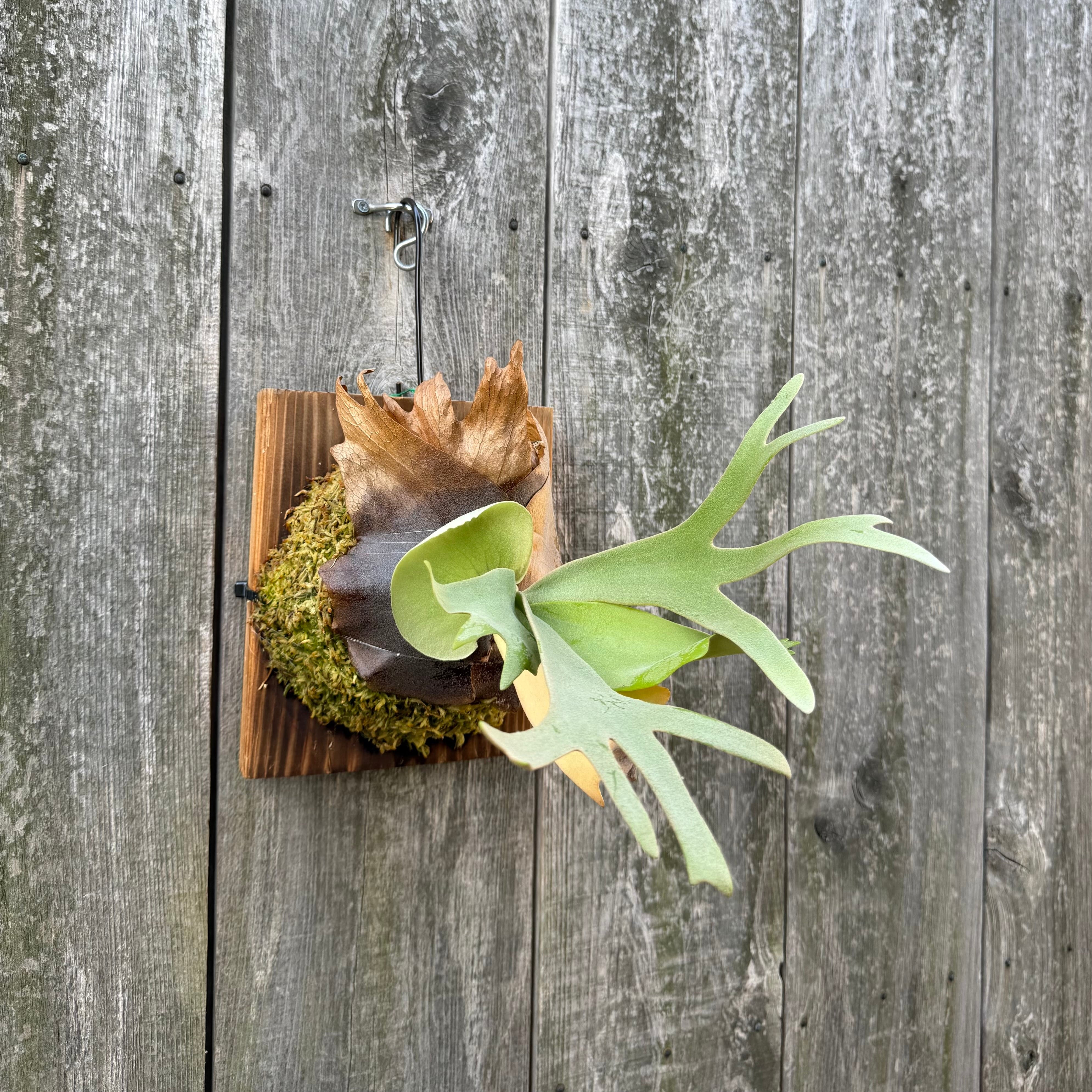 P. willinckii cv. North Star Sporeling select | naturefix