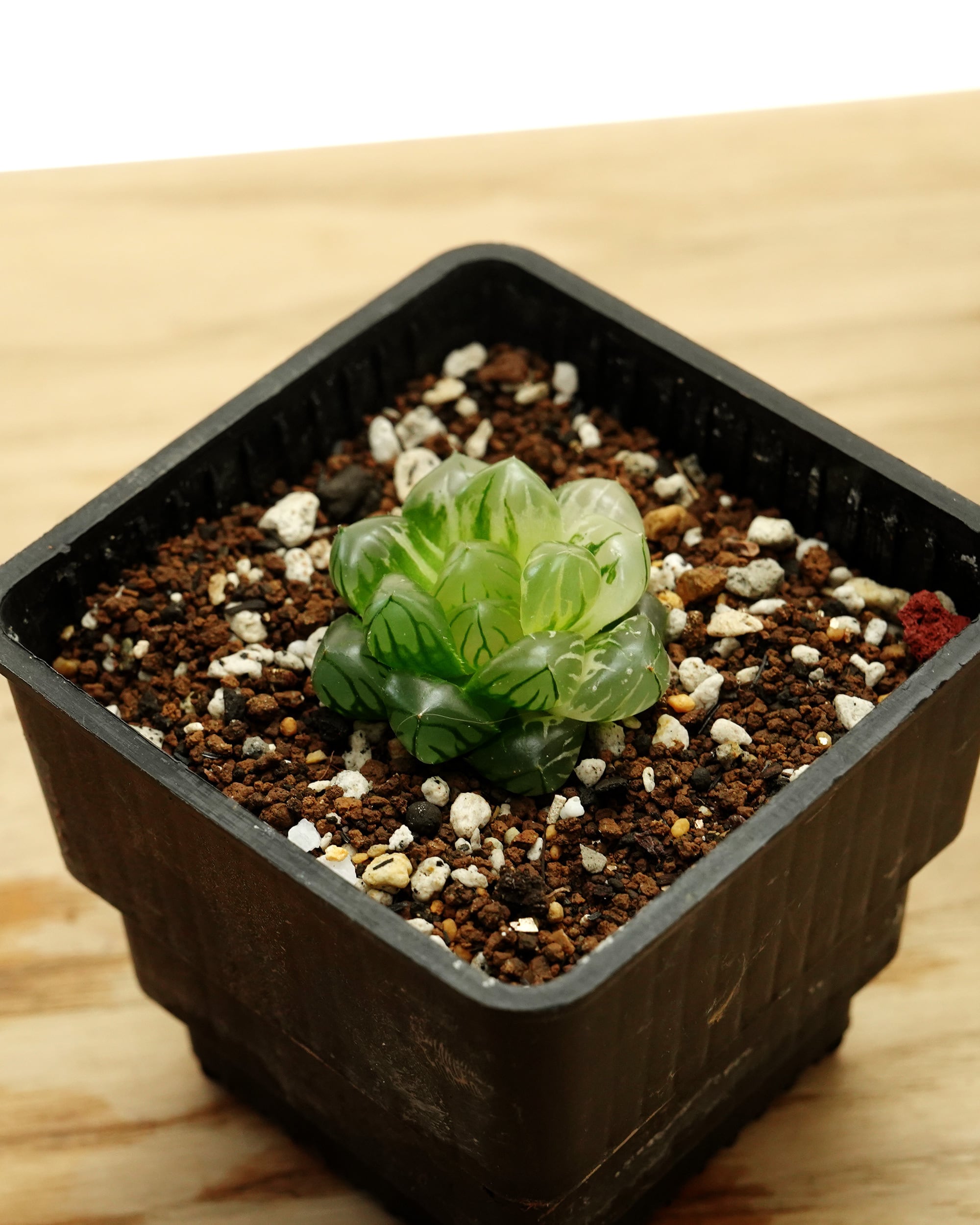 抜き苗 ハオルチア 水中月錦 ミックス斑 ミニ株 Haworthia 'Shui Zhong