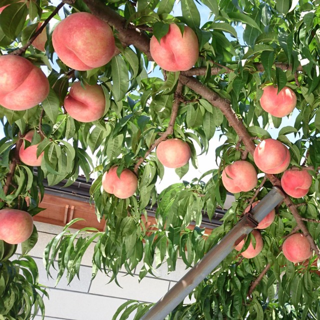 【幻の桃】まなみ ３㎏（8ｰ10個） ＜ 8月中旬頃の限定品♬＞ Peach "Manami"
